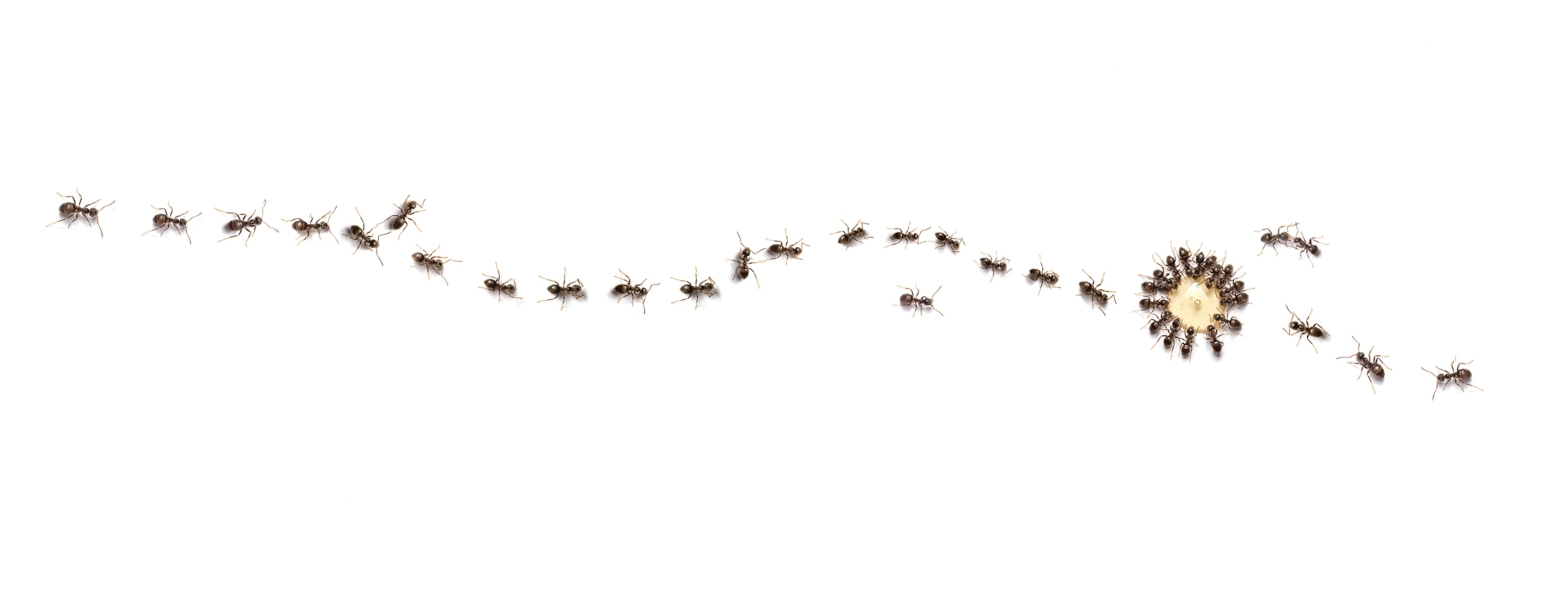 Picture of a train of ants on a white background with many circling around a single drop of sugar.
