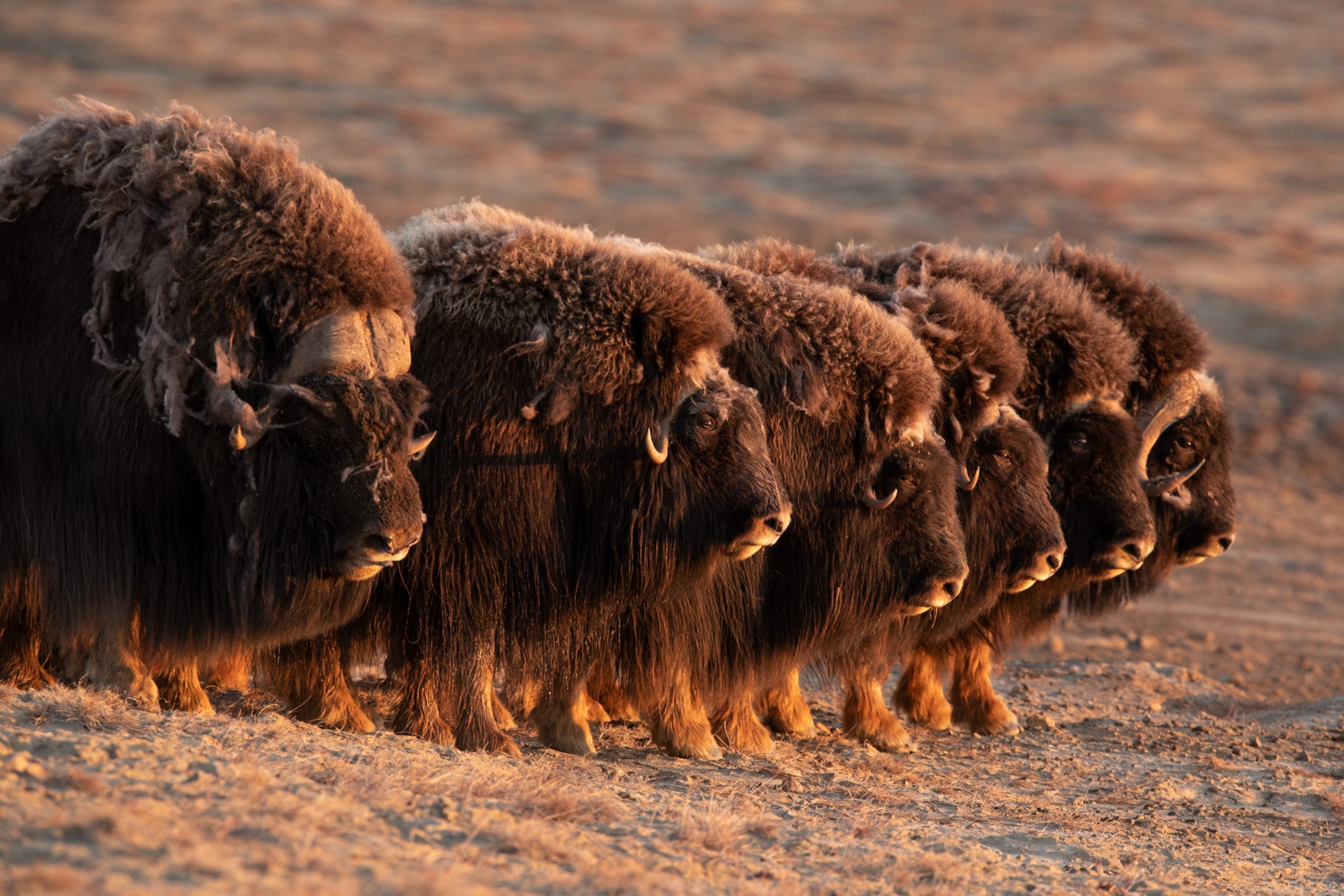 Muskoxen forming a line in order to protect themselves from wolf predators
