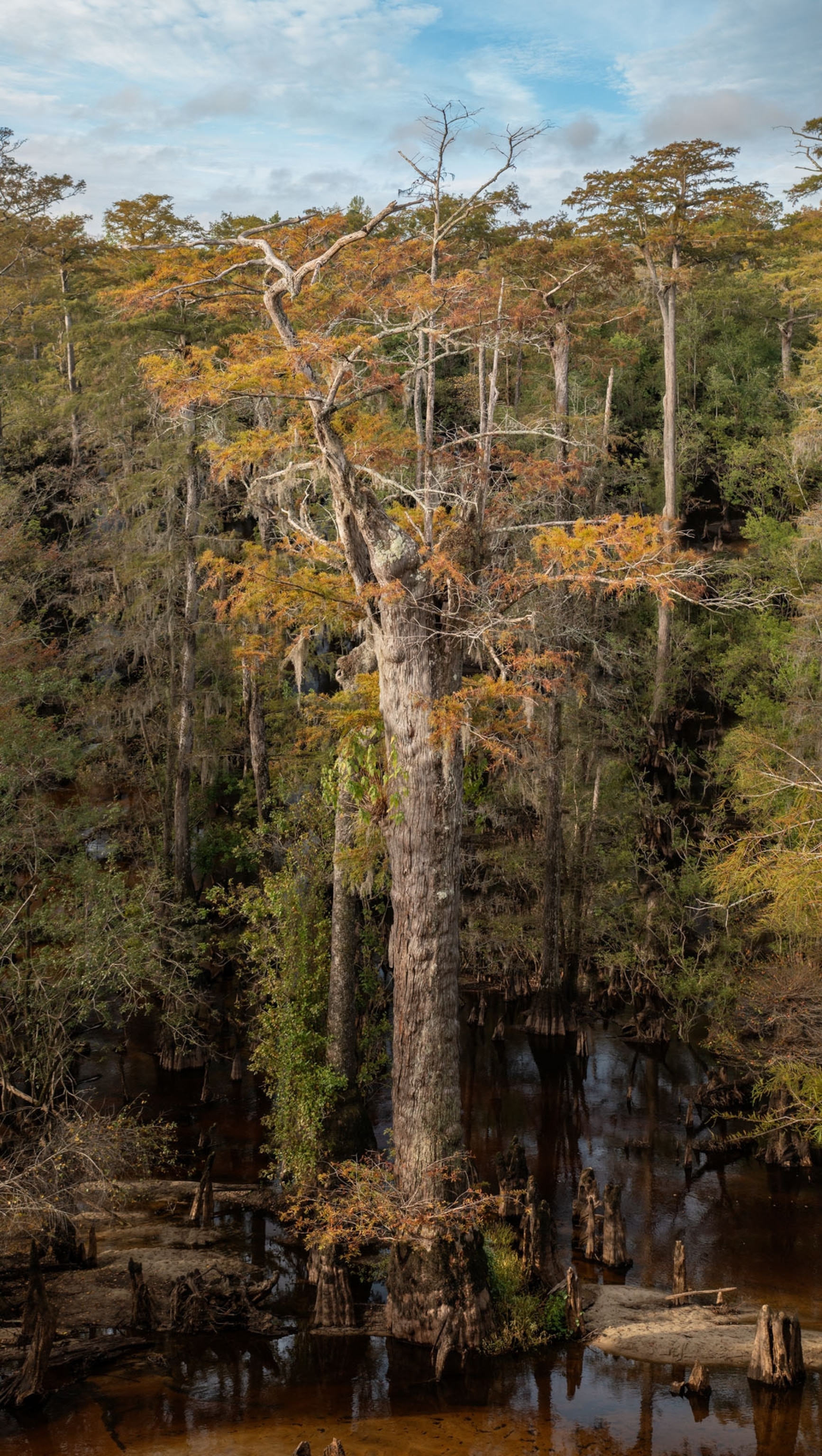 Portrait of the very tall tree.