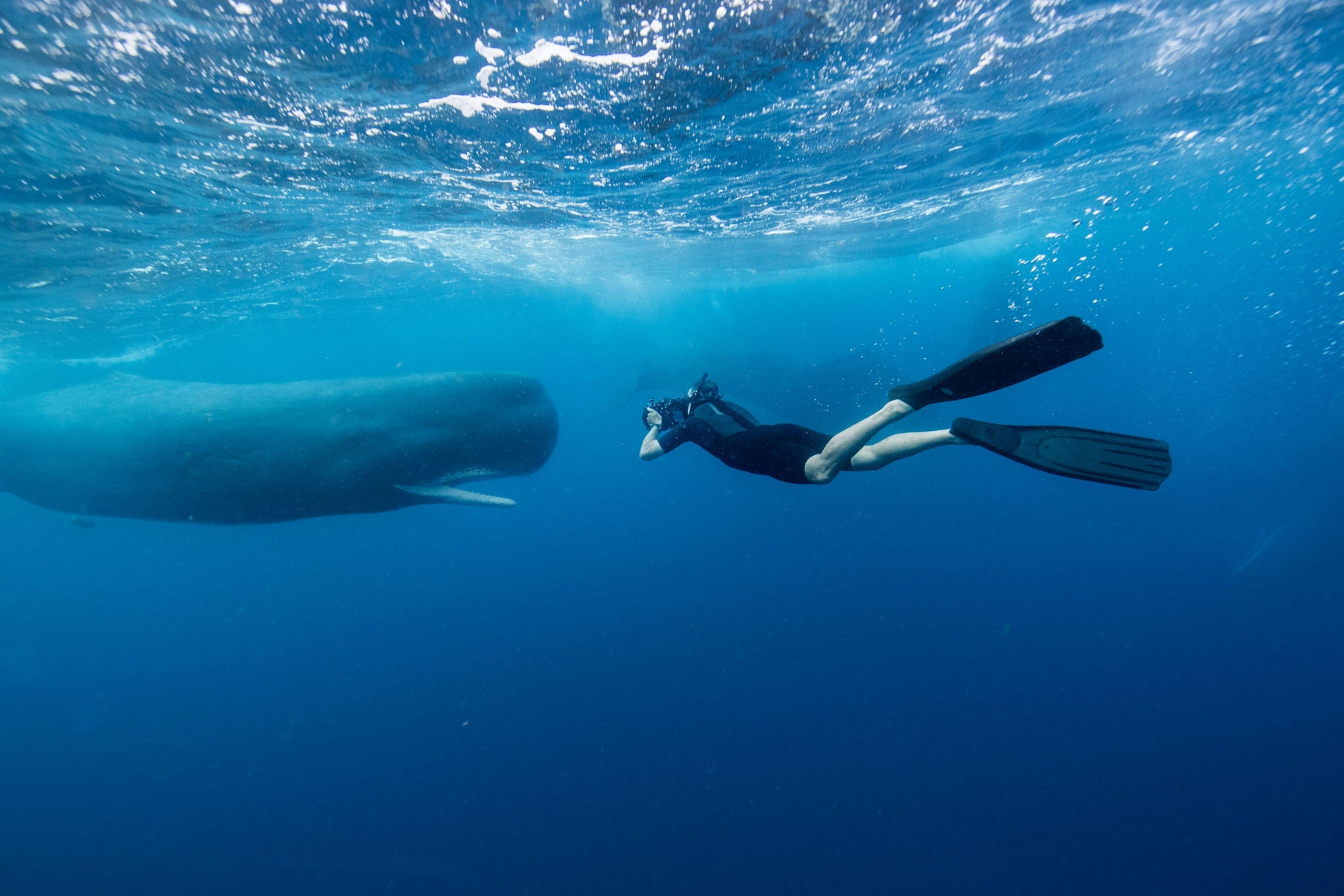 a underwater photographer