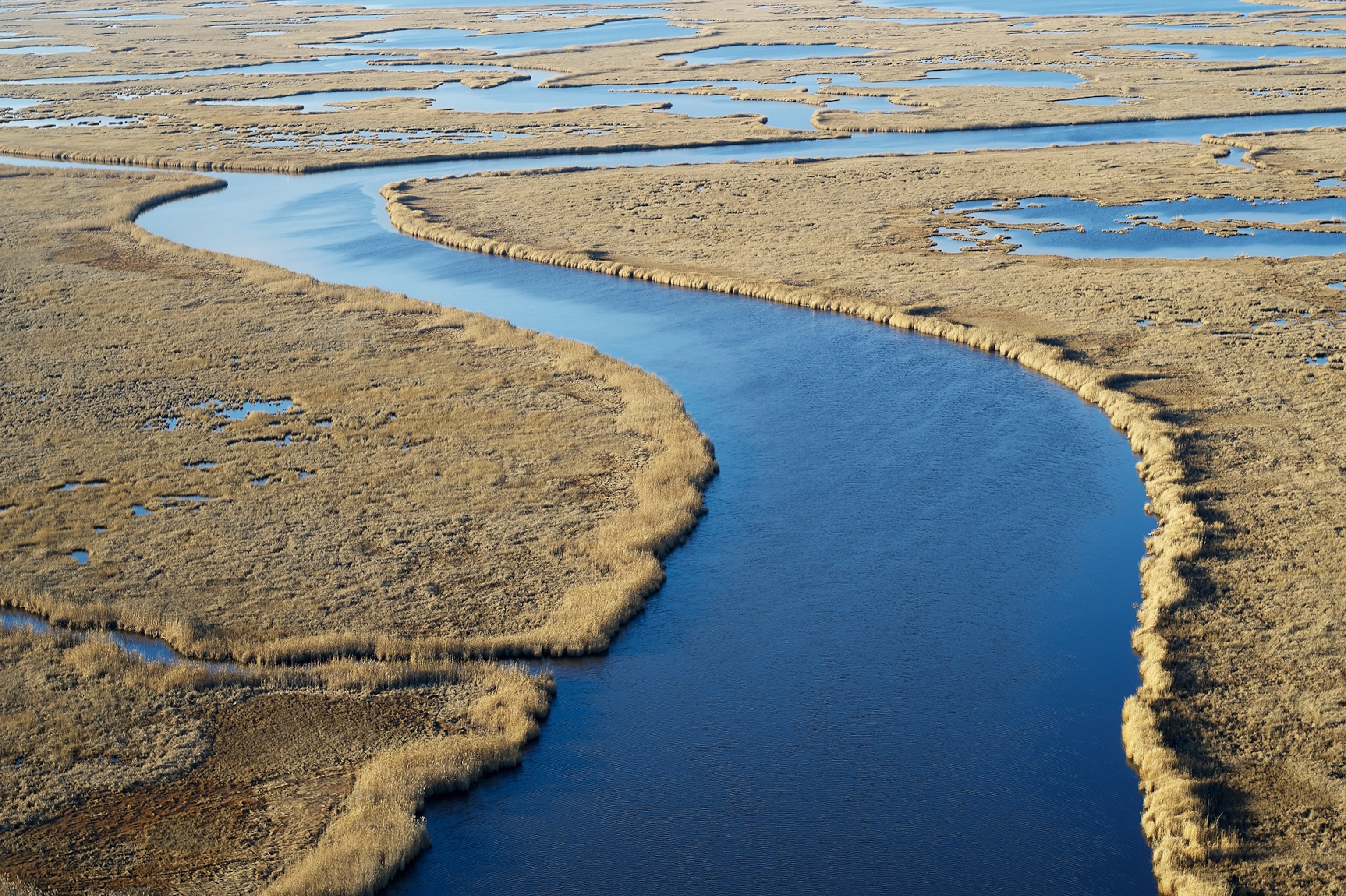 View just above the marsh in the Blackwater National Wildlife Refuge