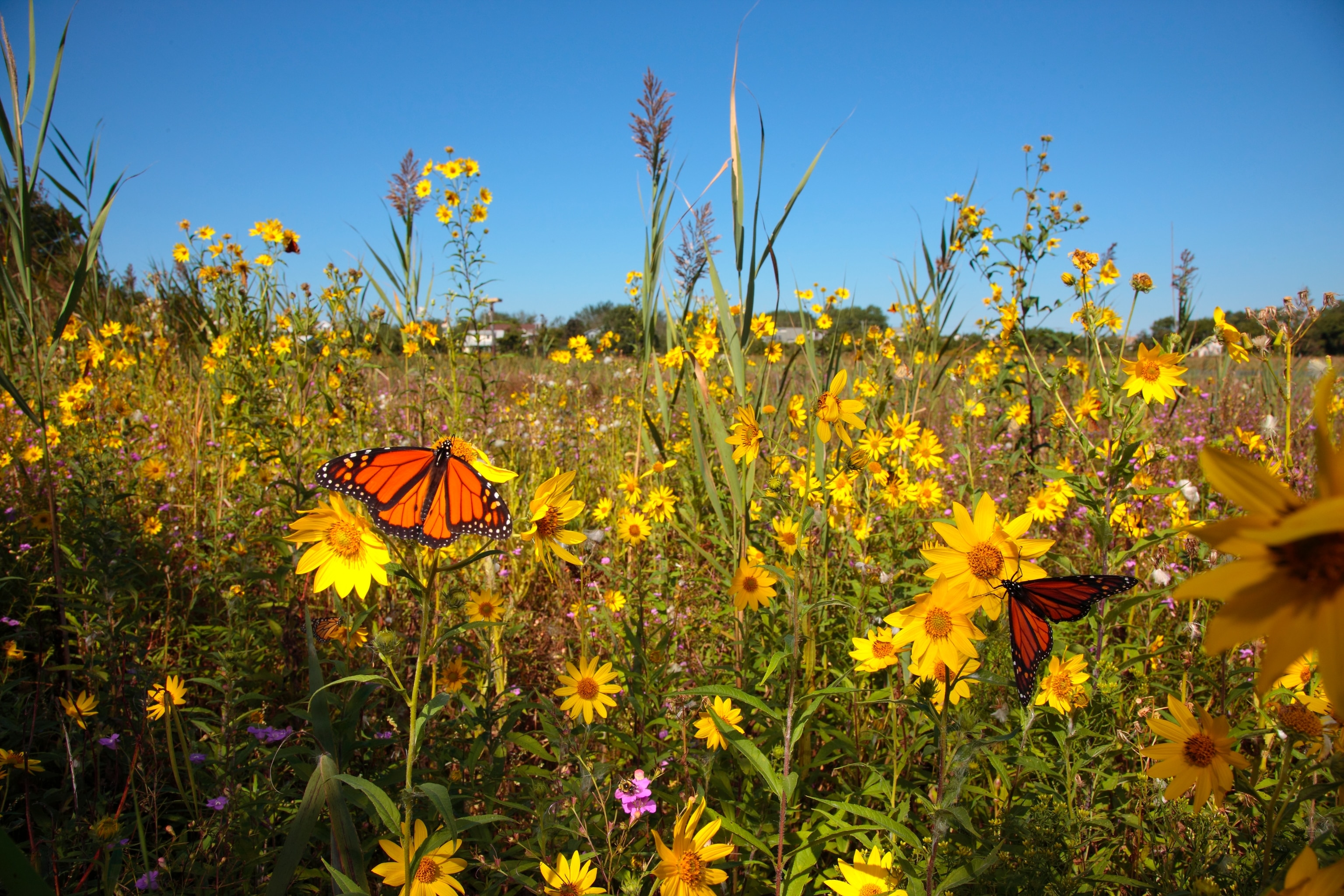 Monarch butterflies sipping nectar in a field of yellow flowers in Cape May, New Jersey
