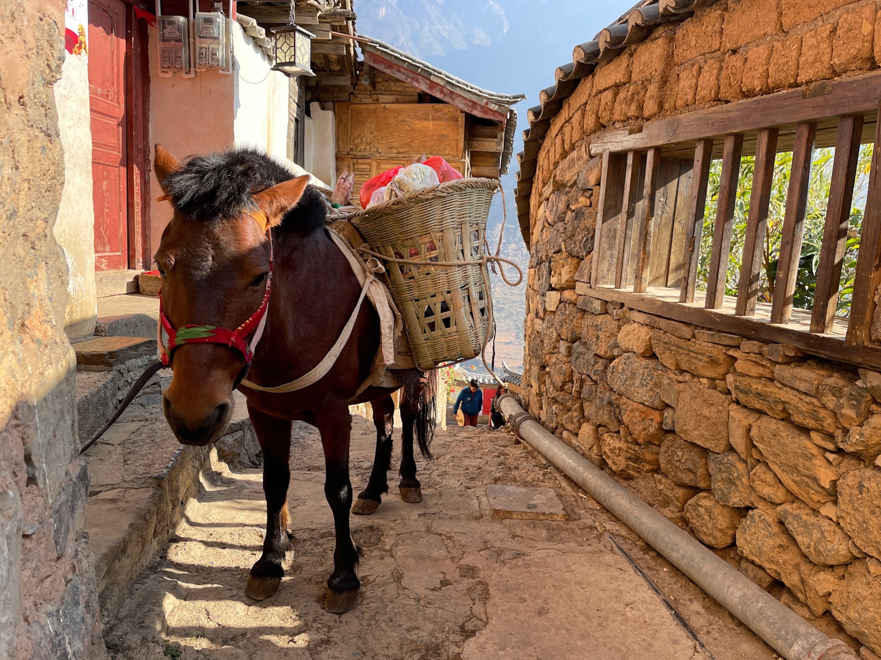 Photo of donkey on stone trail