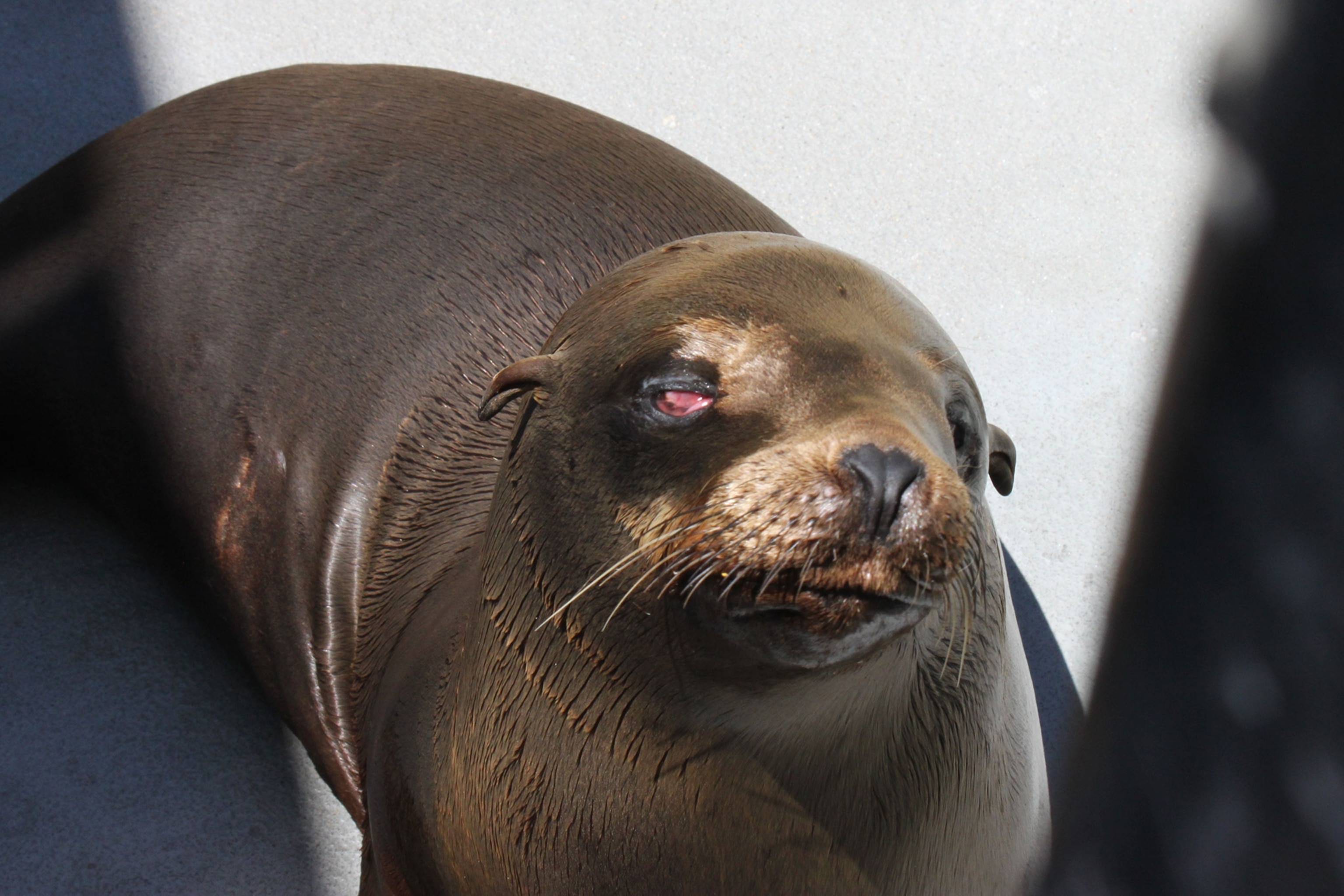 an injured sea lion