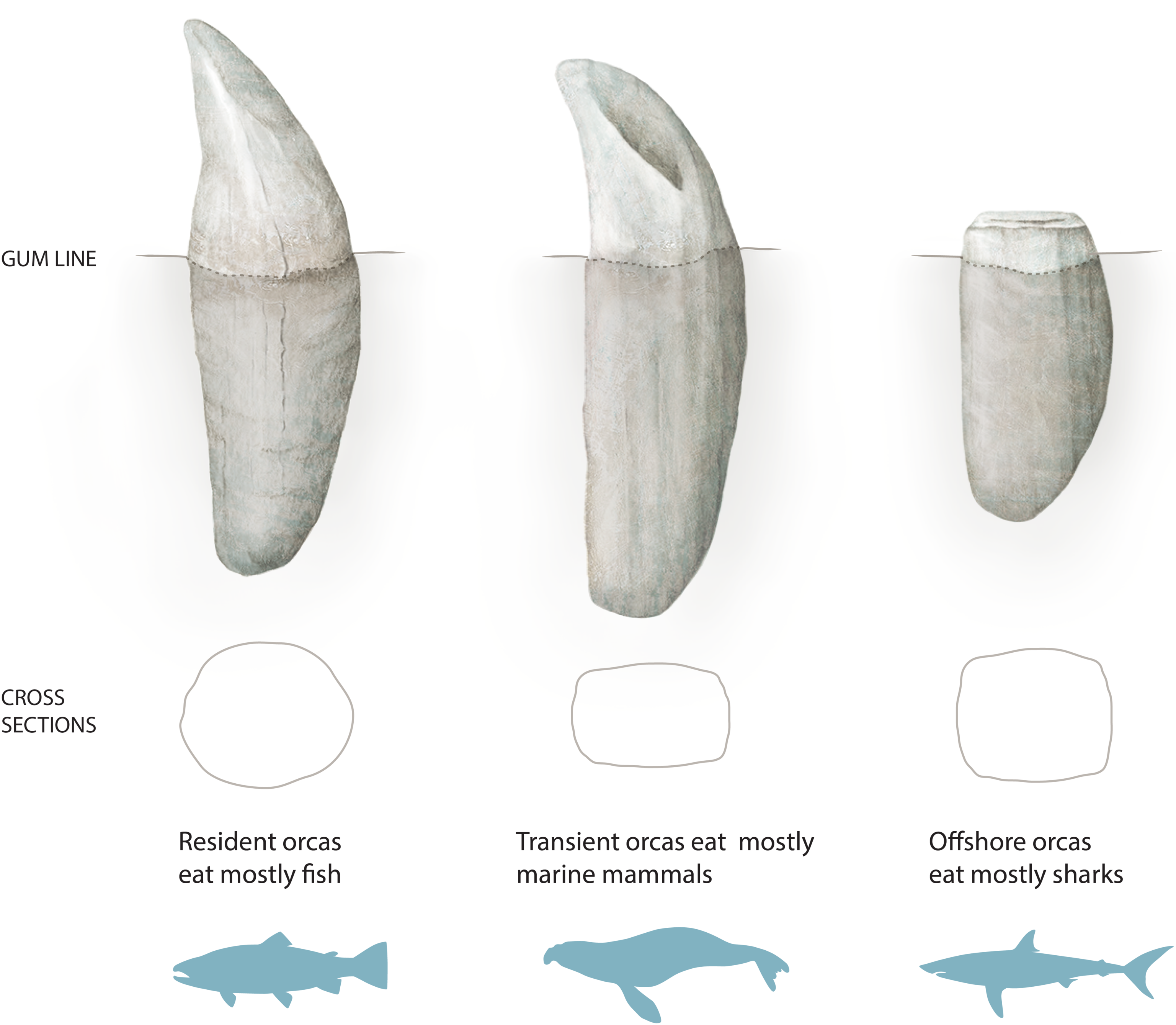 Graphic showing cross sections of different types of orca teeth