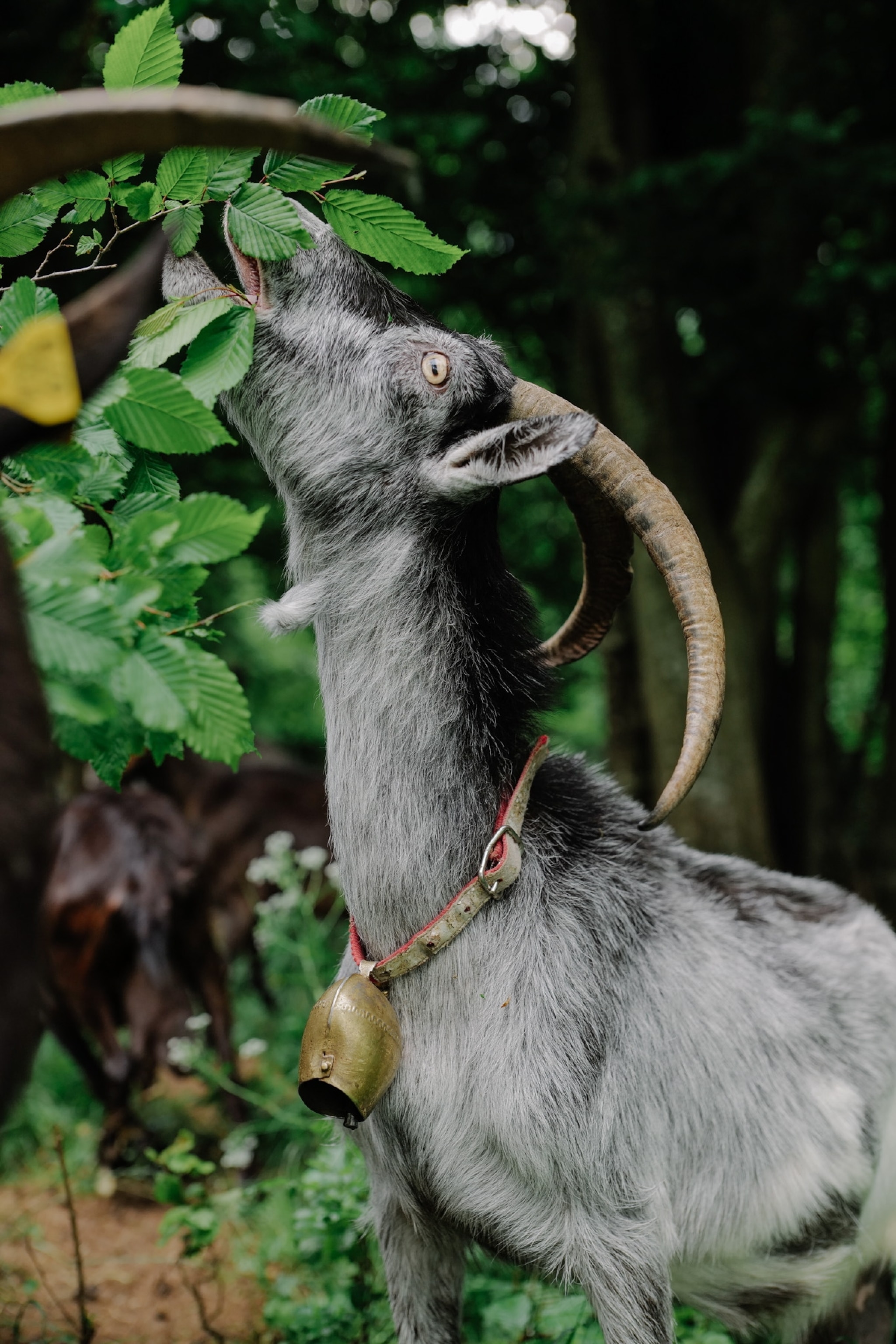 A goat eating