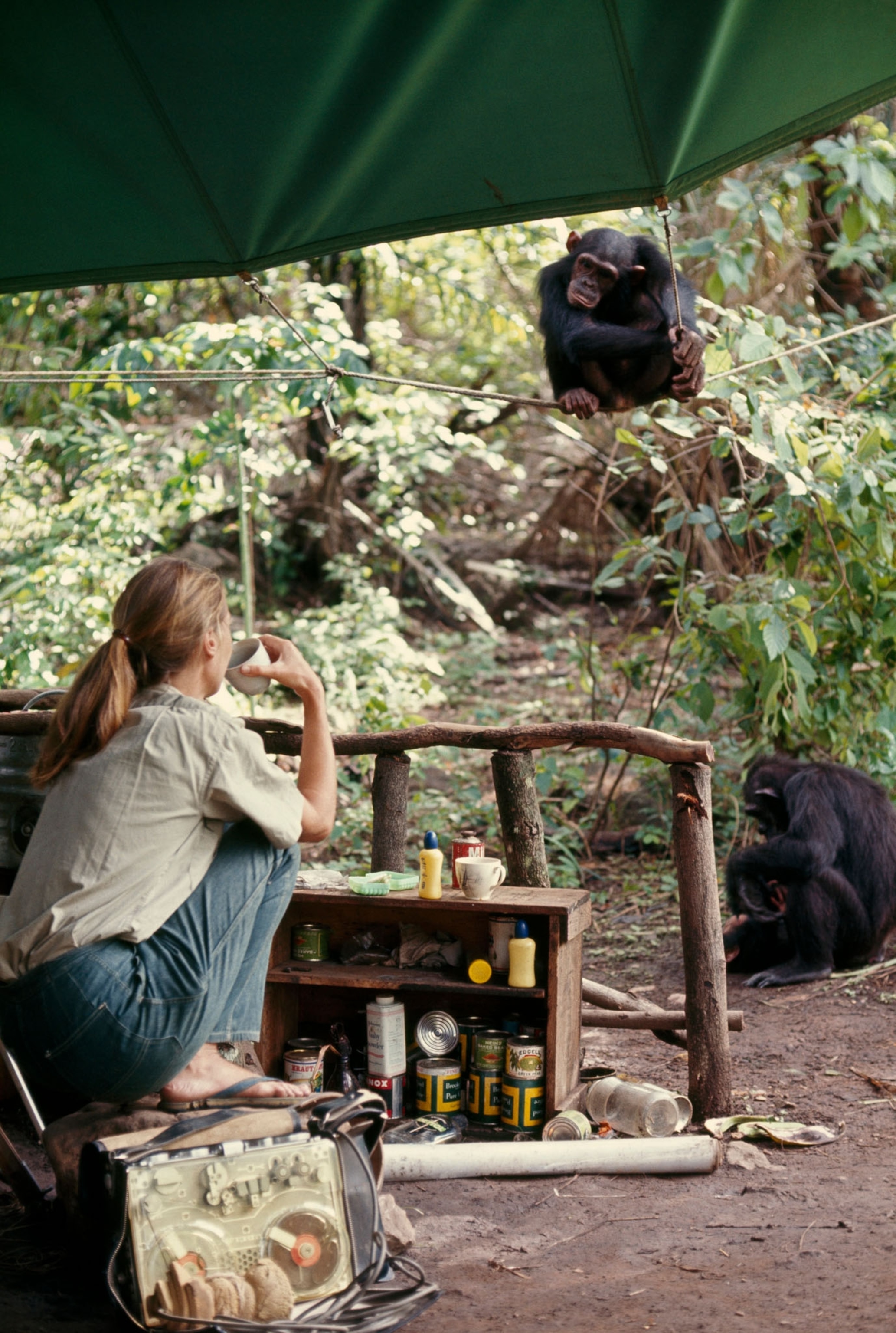 Jane Goodall from behind sipping coffee while looking at a chimpanzee