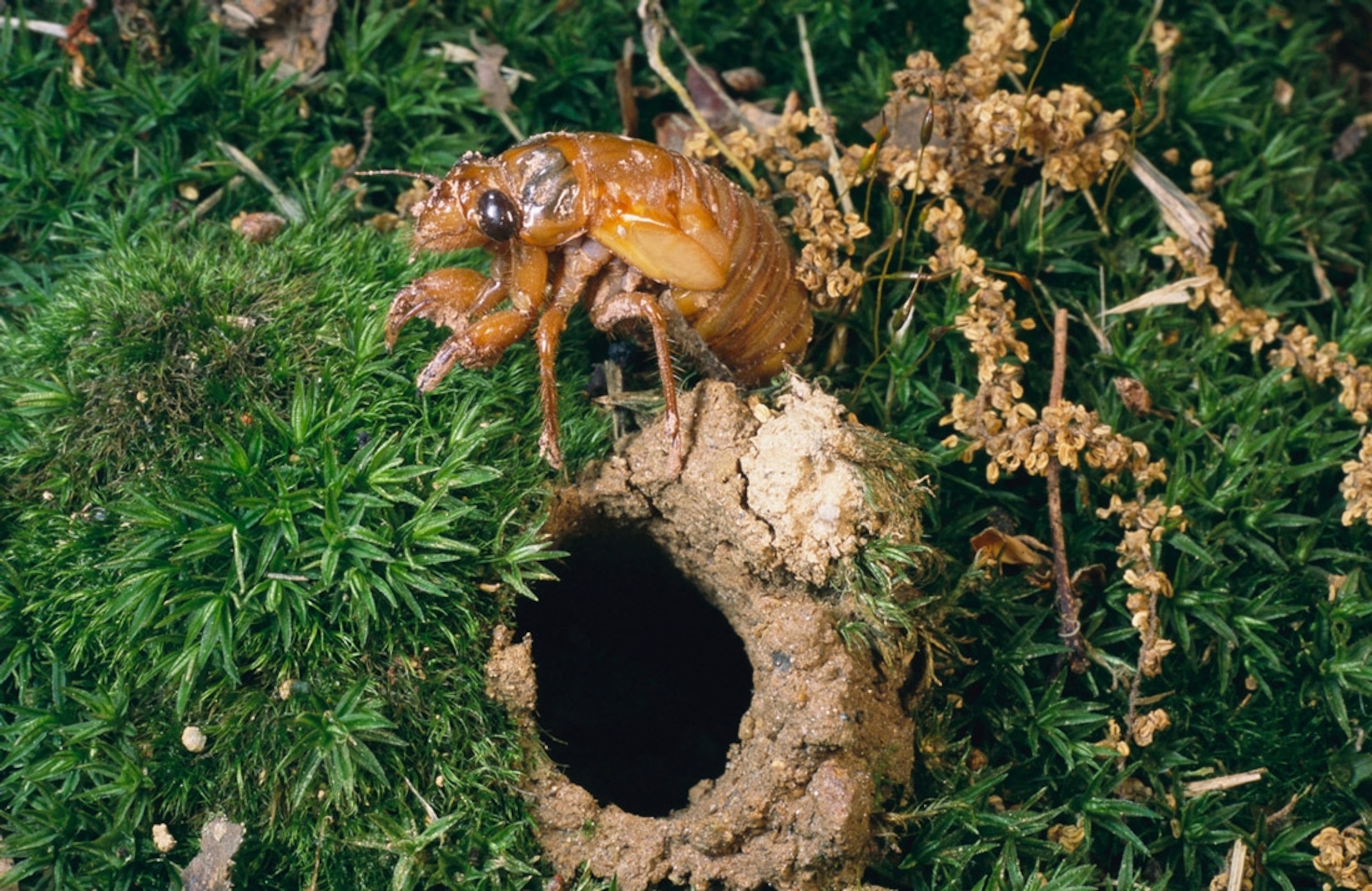 A Brood X nymph emerges from a hole in the ground, called a chimney.