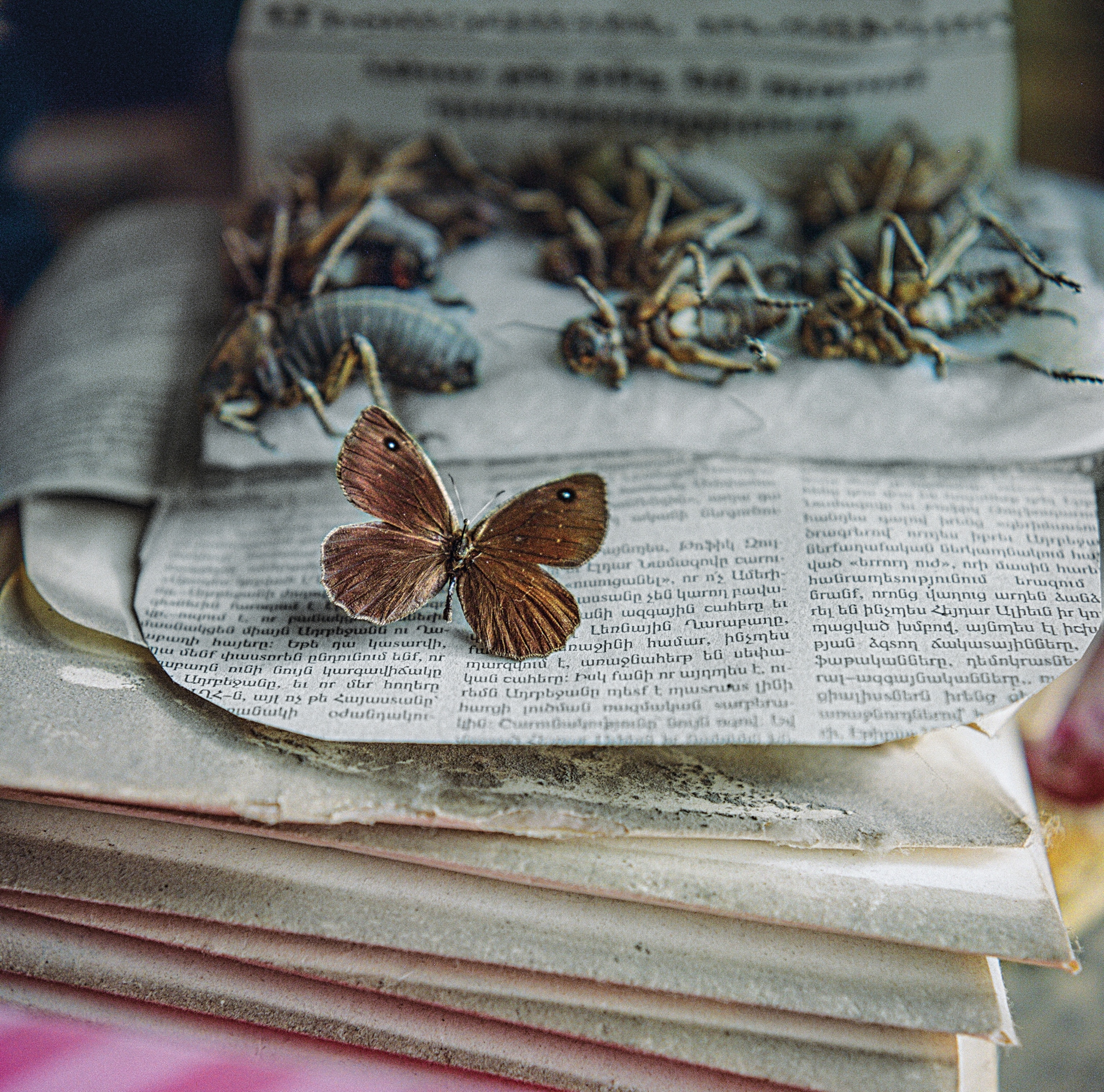 Dead insects and a butterfly sit on top of papers on a desk.
