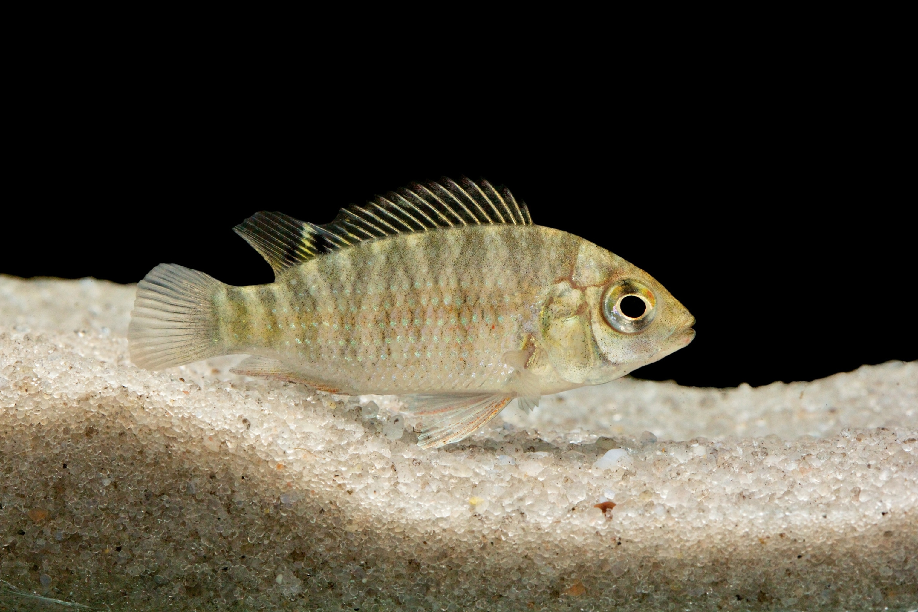 a tilapia.