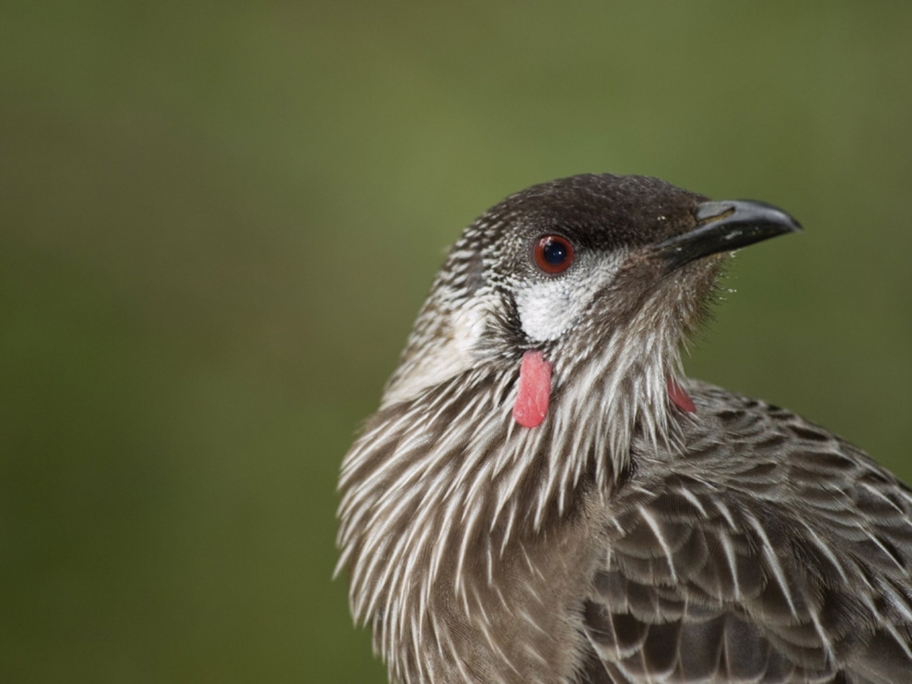 Close-up of a brown bird