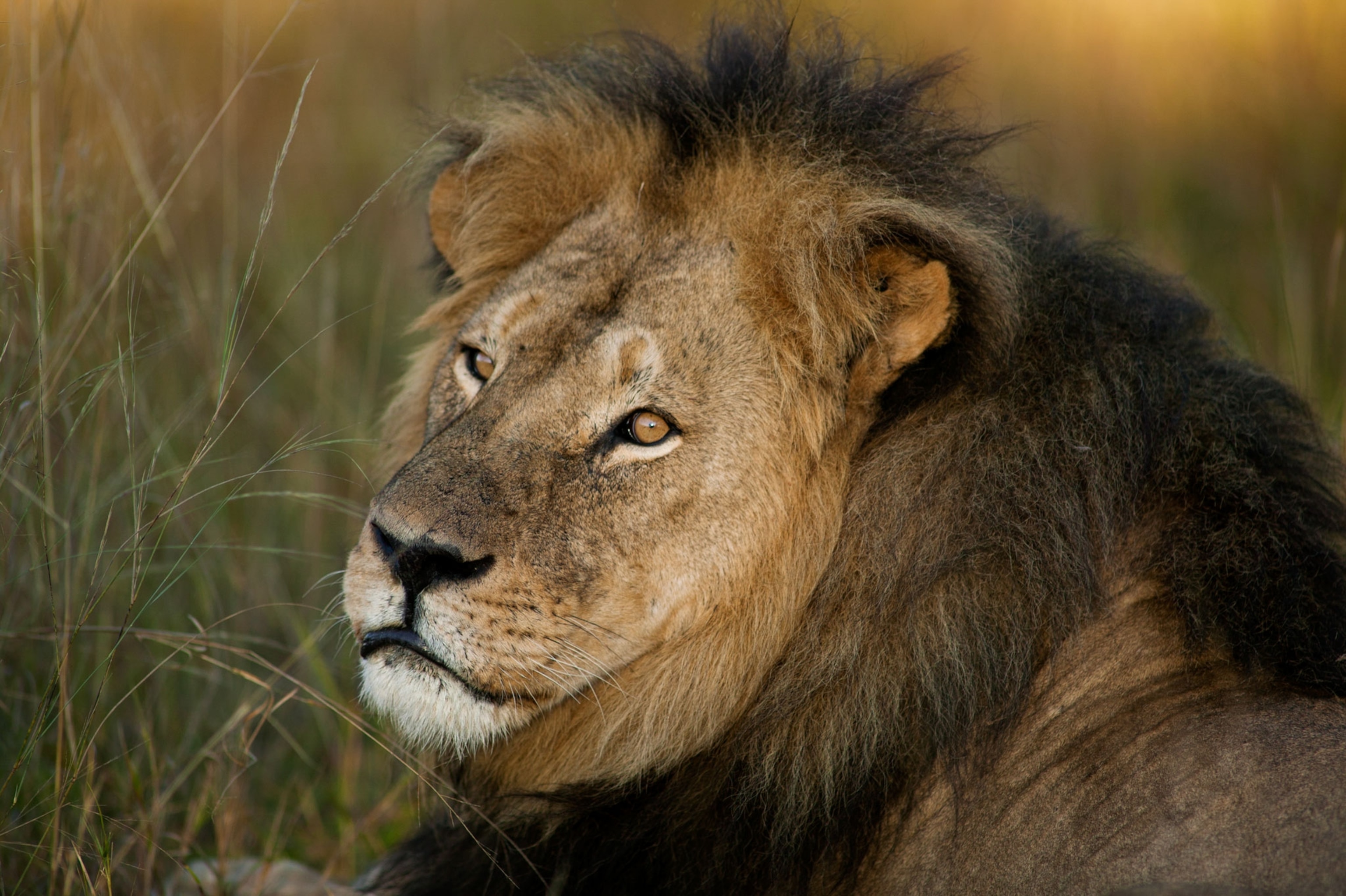 Cecil the lion, a few weeks before he was killed