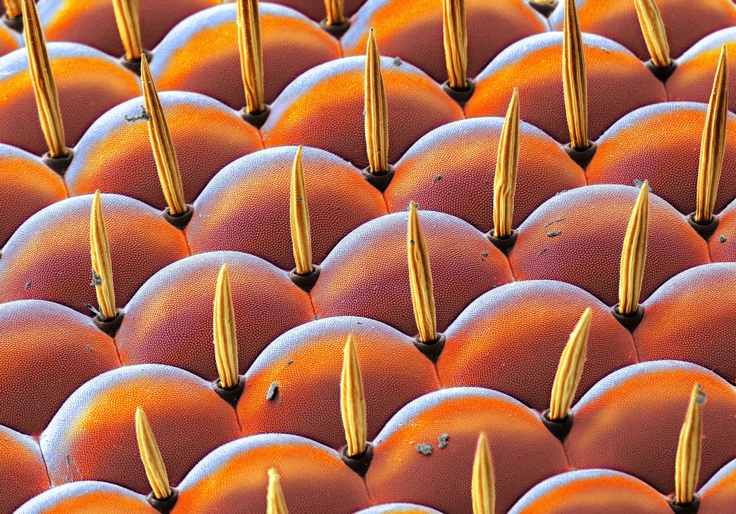 The compound eye of a fruit fly