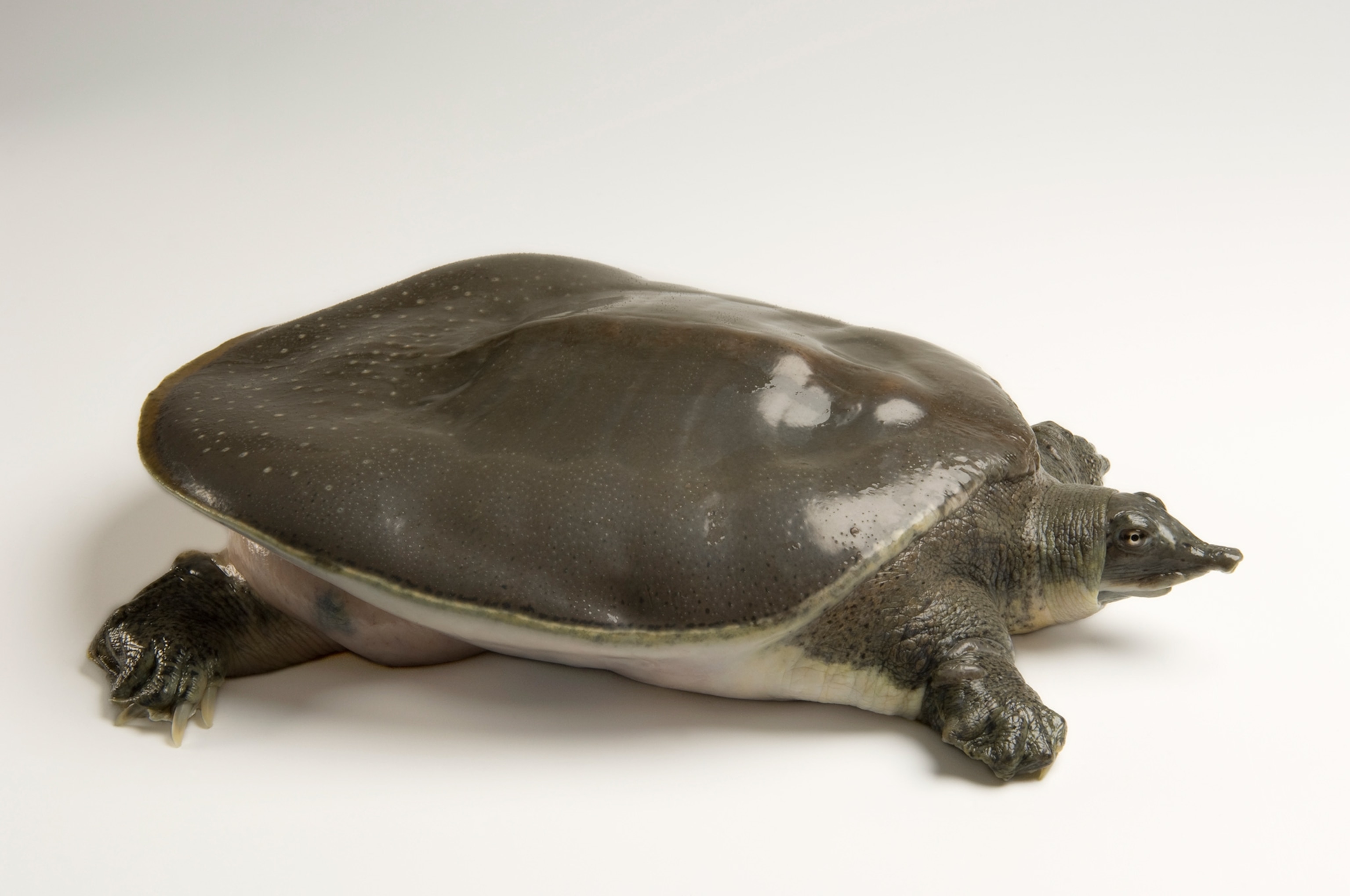 Gulf coast smooth softshell turtle