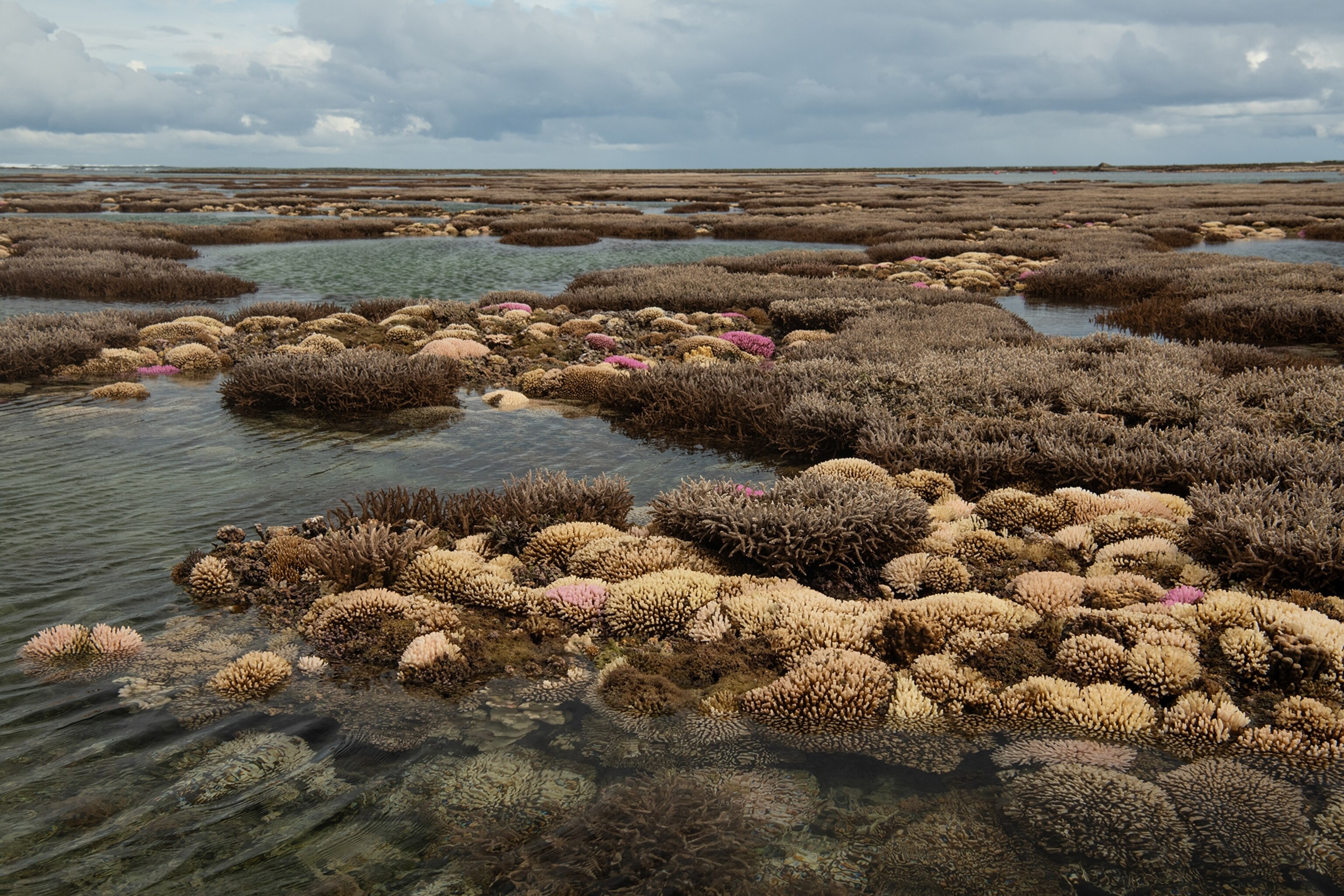 Coral exposed to the air and sun during the first days of low tide exposure; coral still retains healthy dark pigmentation.