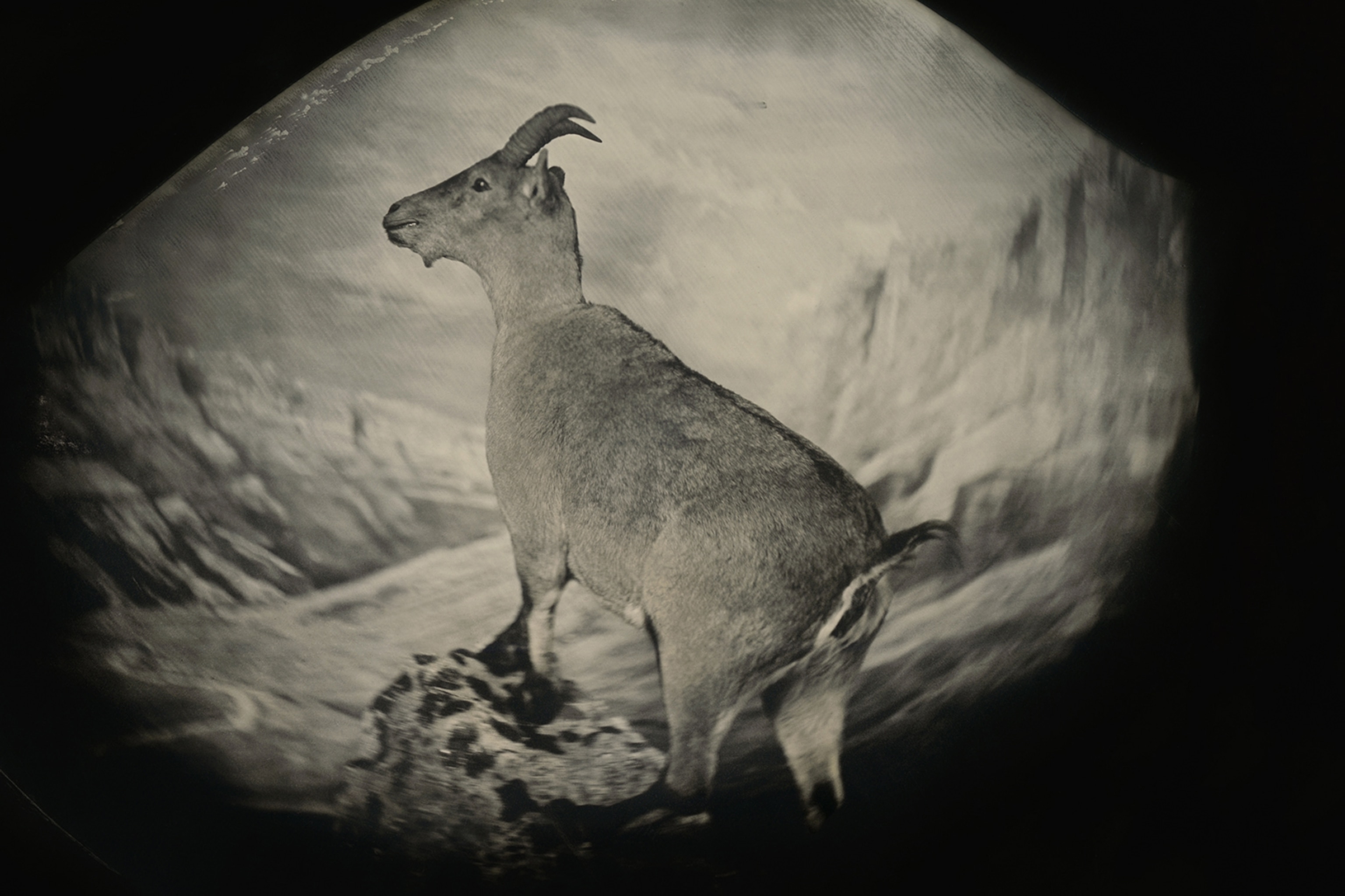 a bucardo, or Pyrenean ibex, now extinct