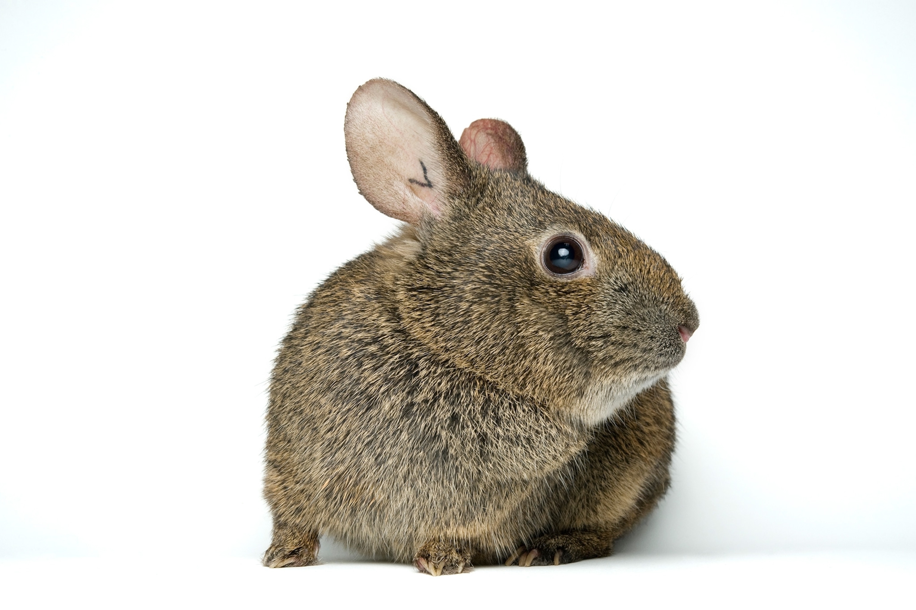 a volcano rabbit