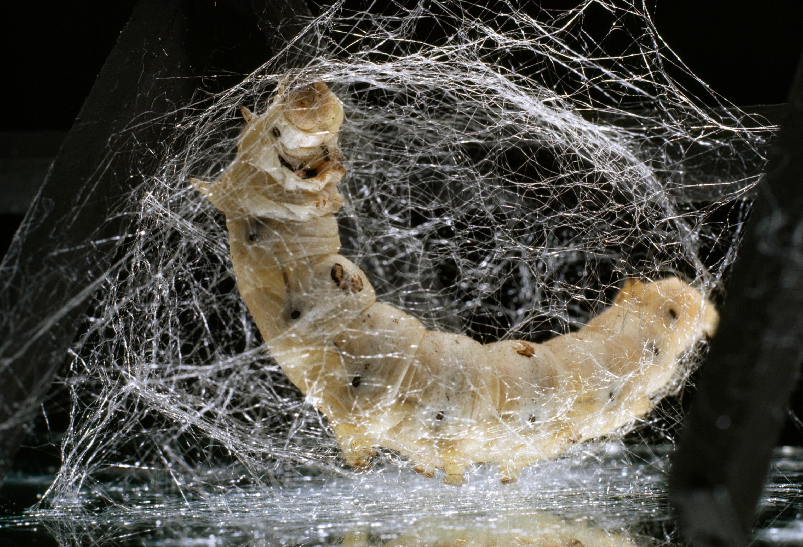 a moth with its silk fiber
