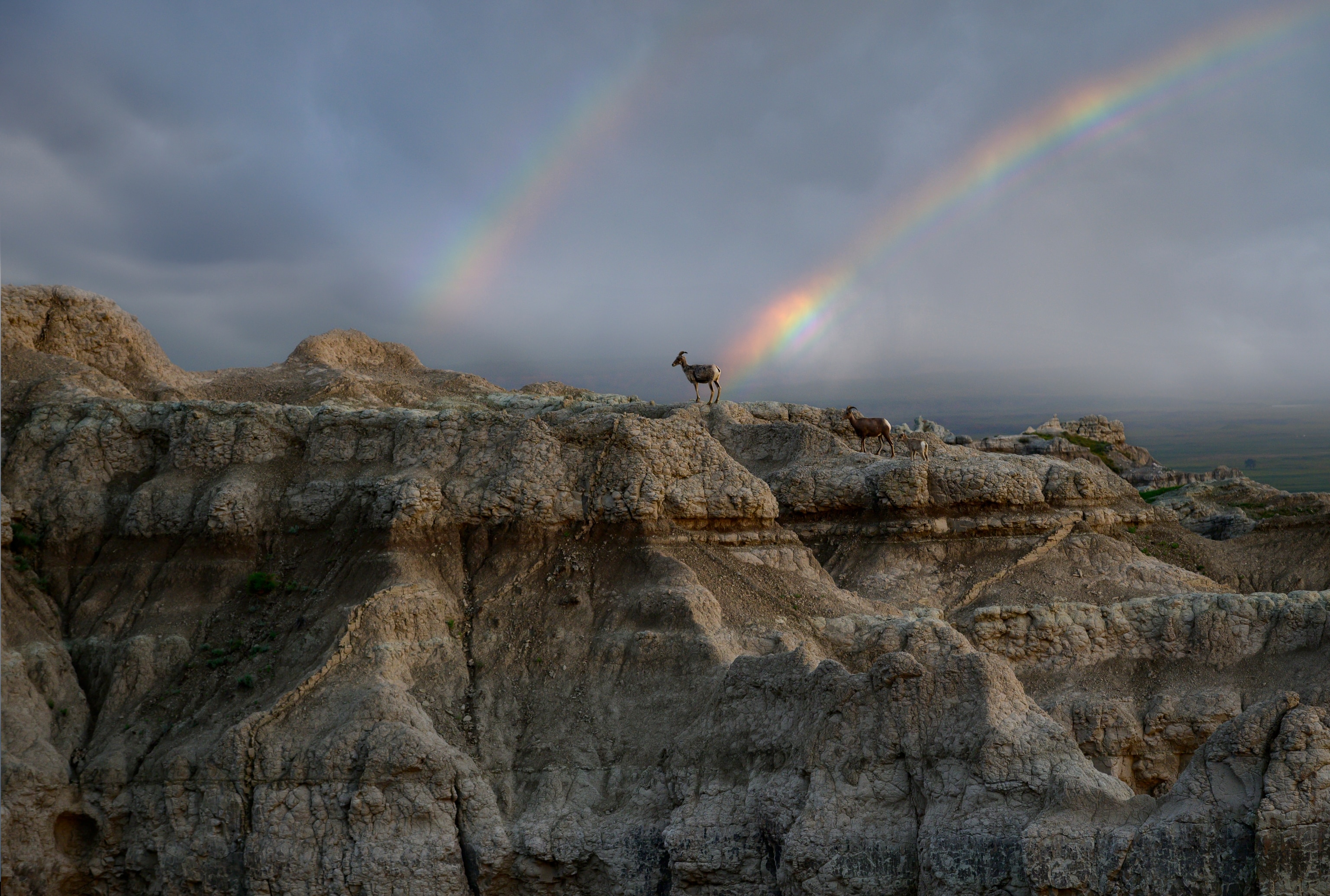 Bighorn sheep and rainbow on a rocky formation at Badlands National Park