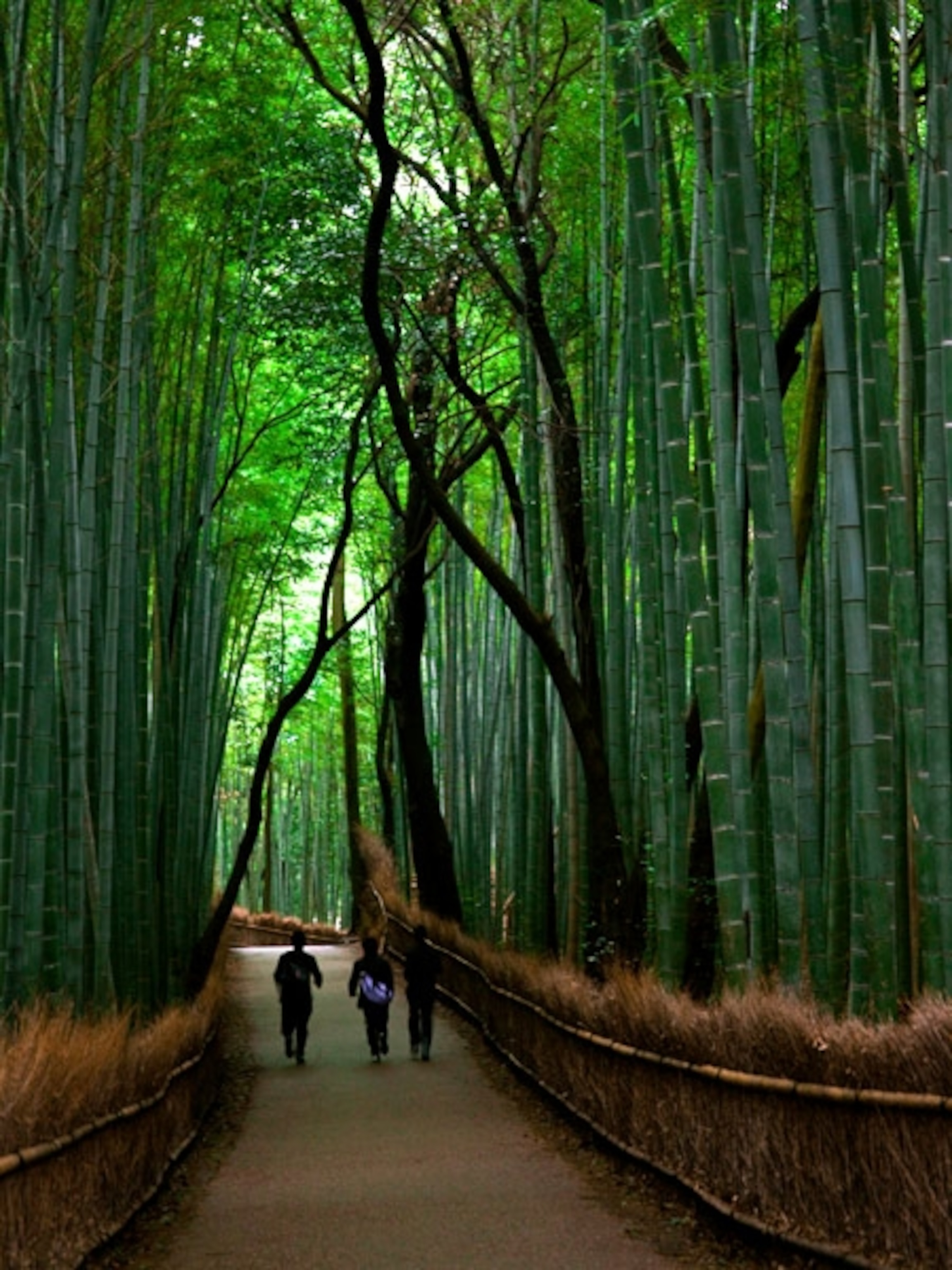 People walking on a path lined with bamboo
