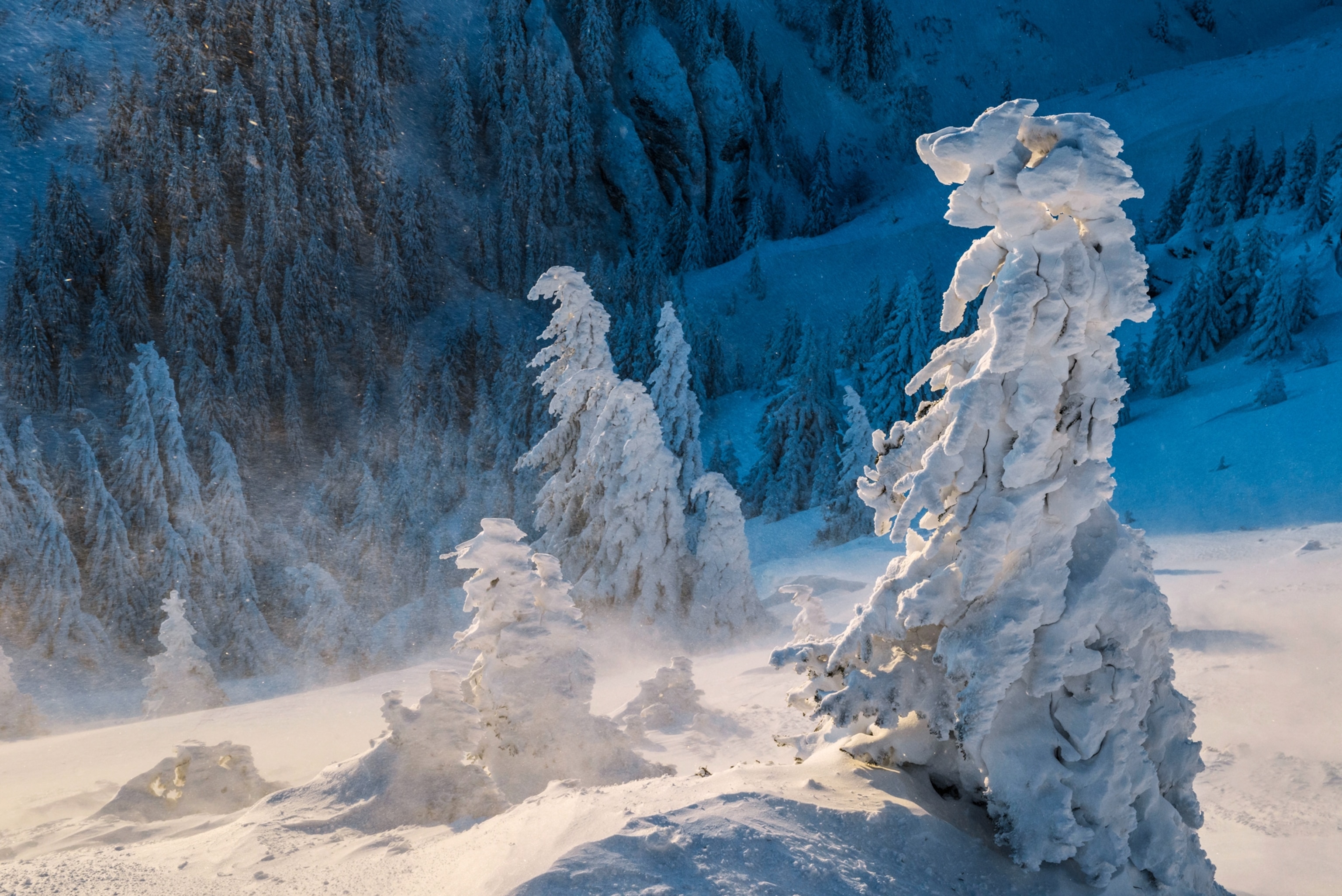 Picture of single tree covered with snow.