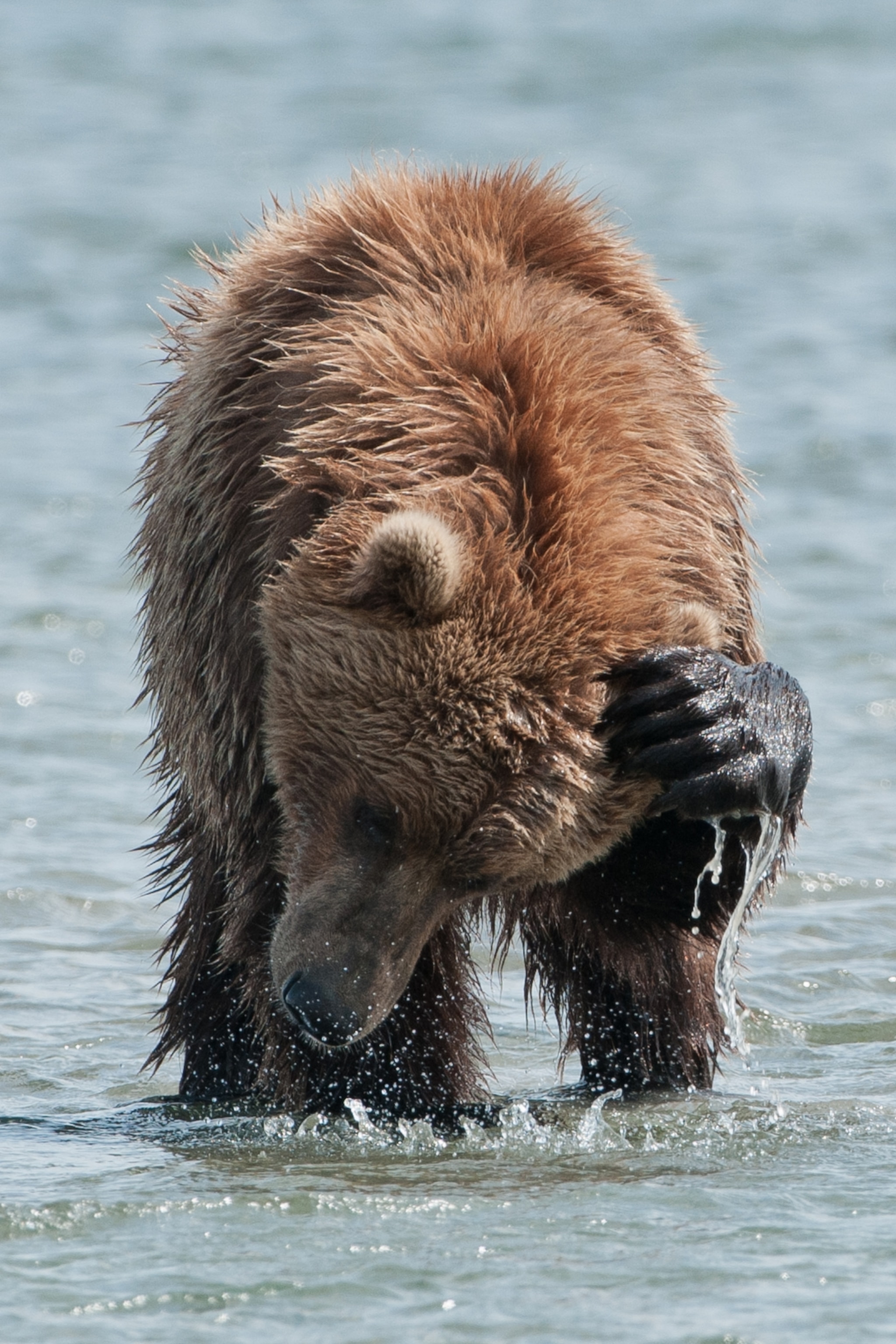 animals scratching