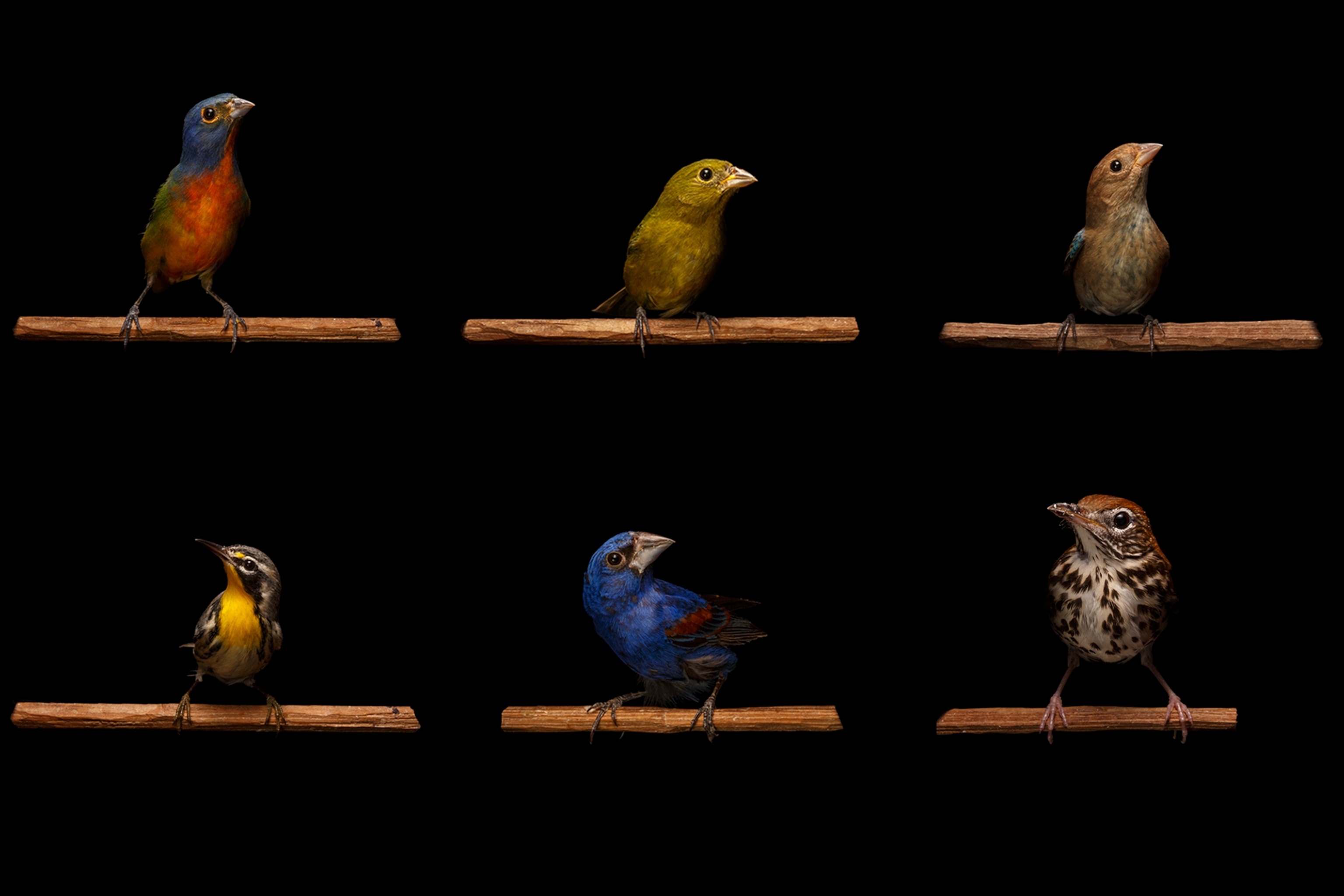 Composite picture of six different species of songbirds displaying their unique plumage, with colors ranging from golden yellow to fire red and deep blue.