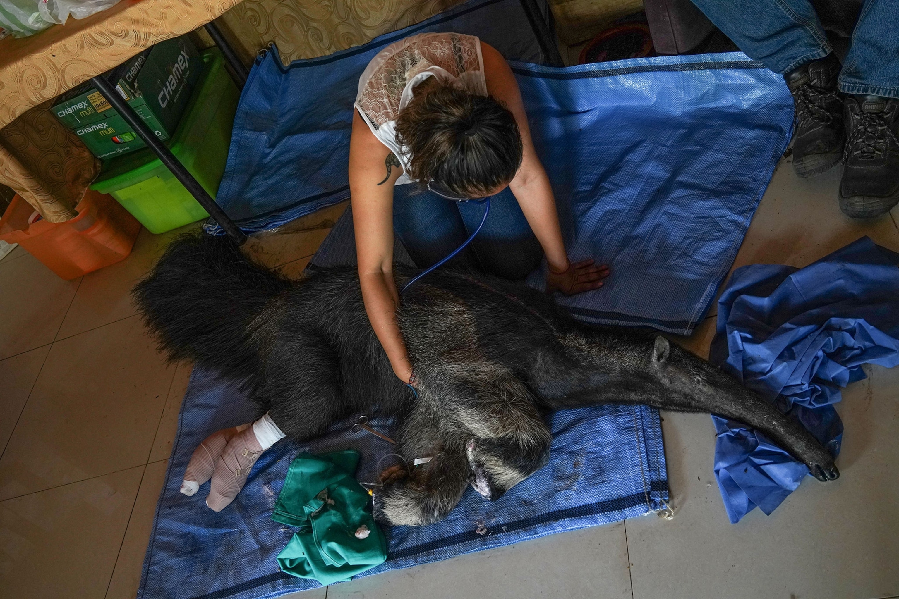 a shelter volunteer monitoring an anteater