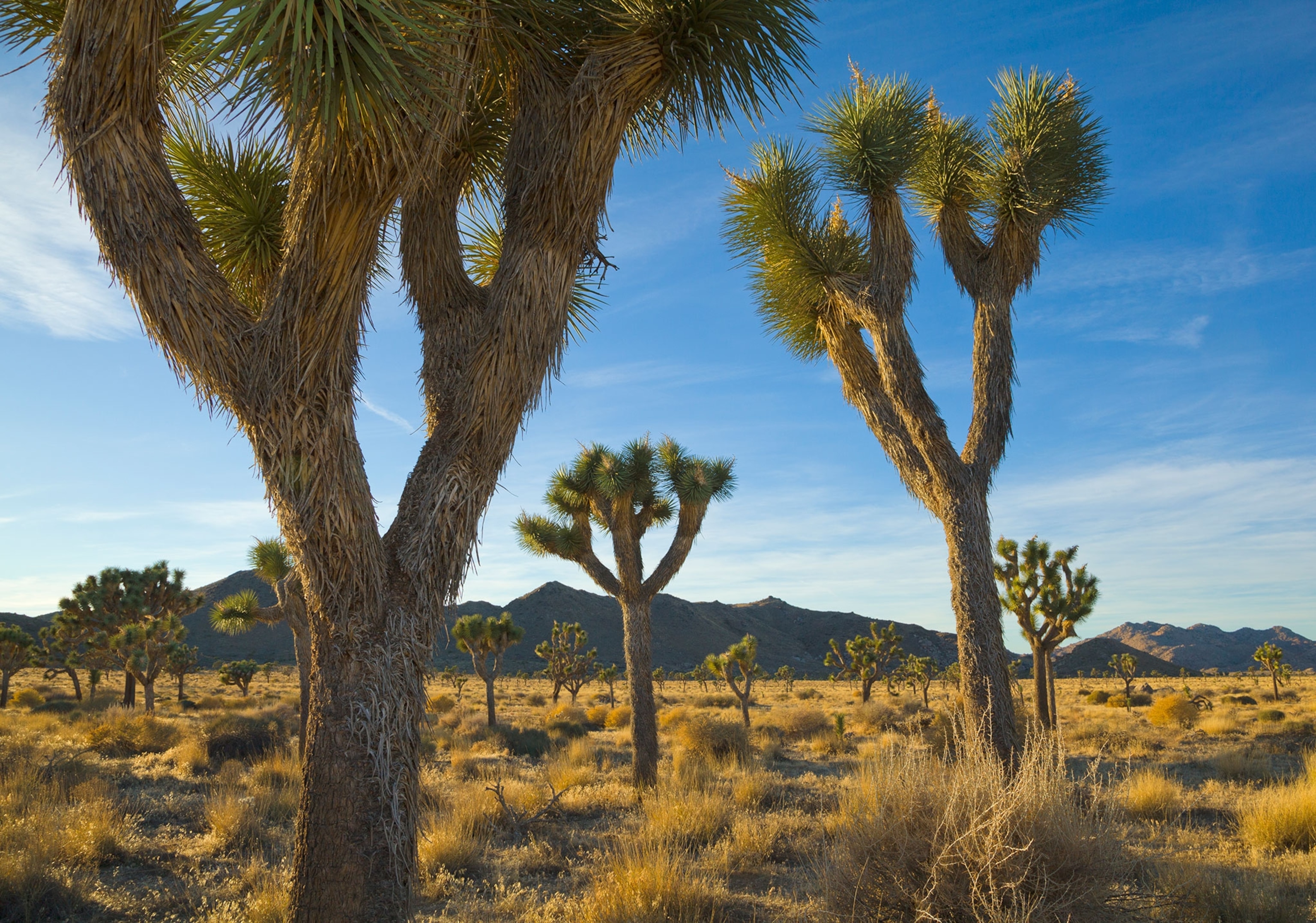 A Joshua tree up close on the left side of the frame with multiple more trees behind. Mountains line the background.