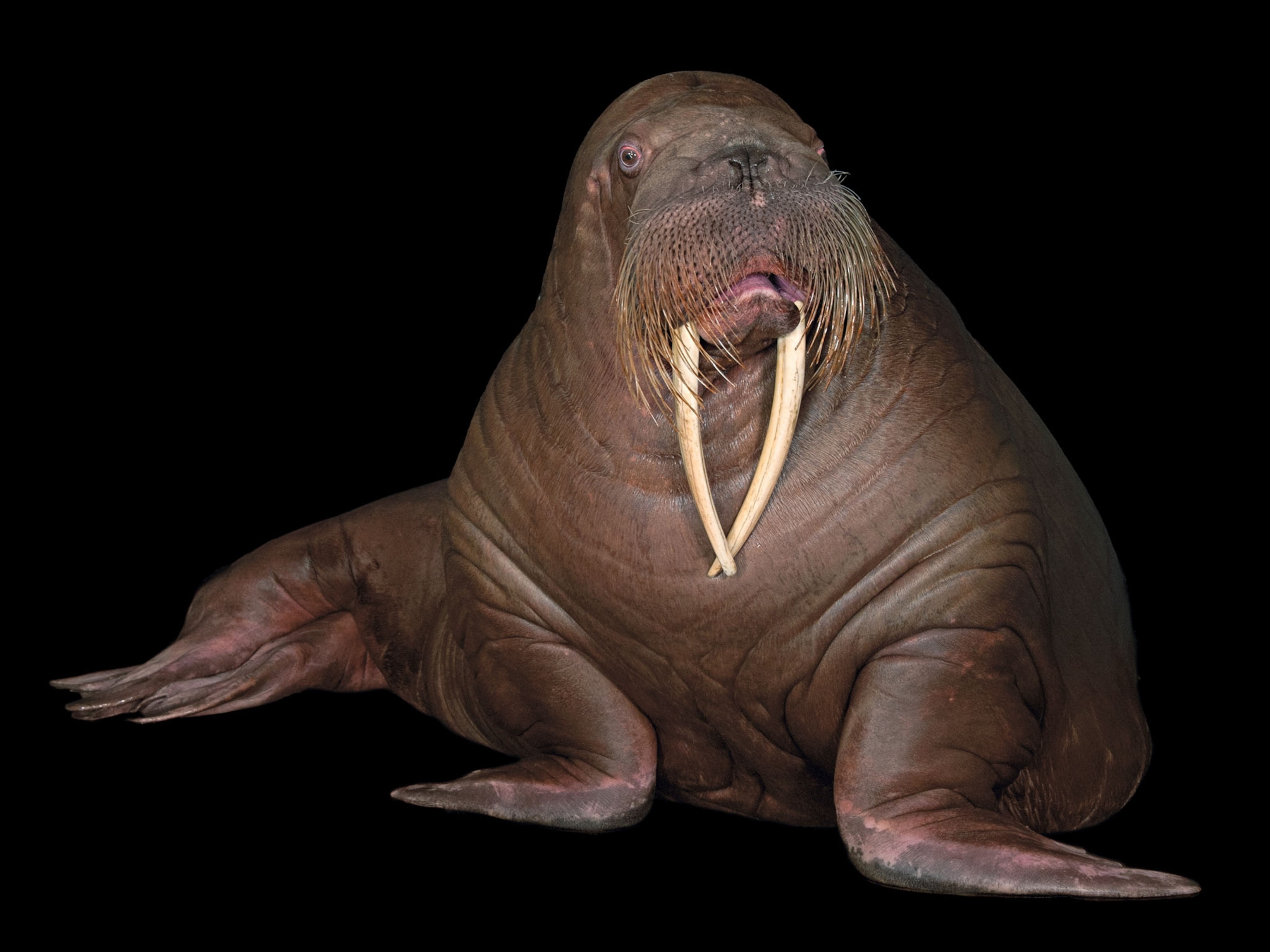 a pacific walrus
