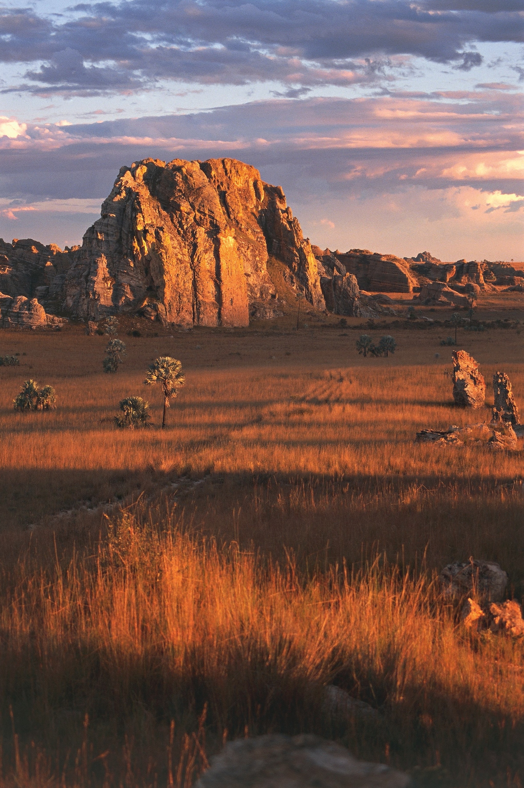 Jagged sandstone formations, lit by golden light at sunset, stand in the background. In the foreground, tall blades of grass sweep across the otherwise flat landscape, dotted with short trees.