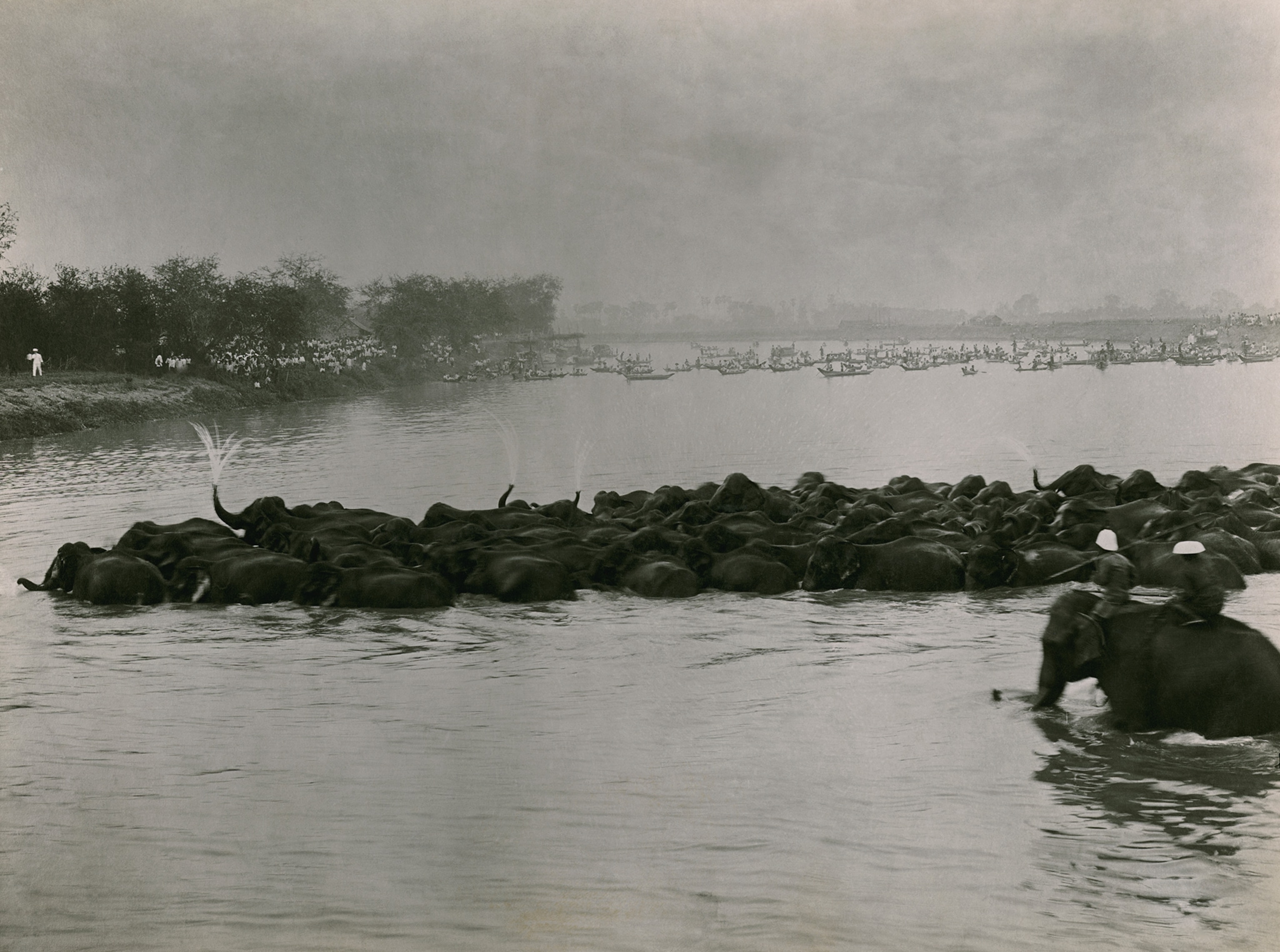 Black and white image of elephants crossing river one blowing water into the air.