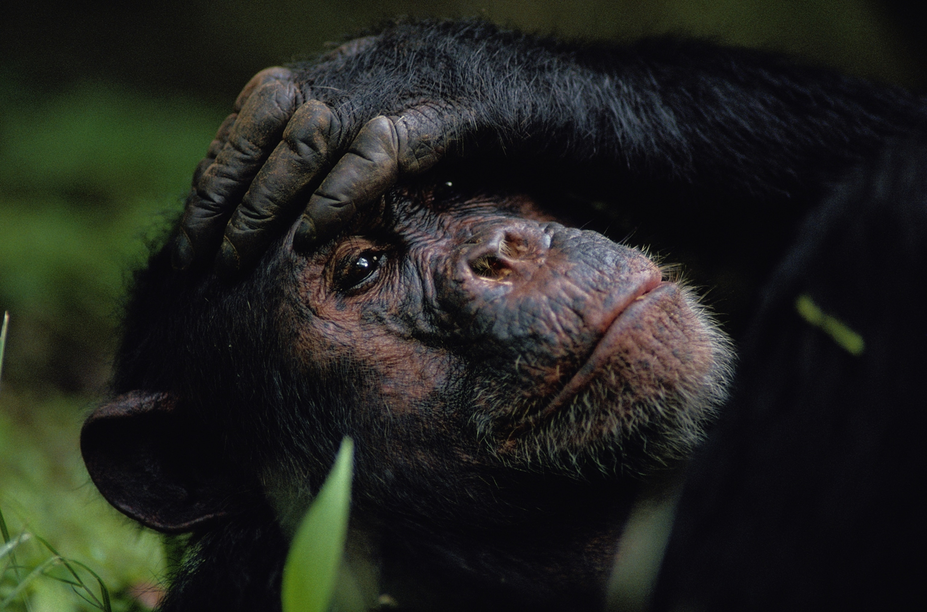chimpanzee