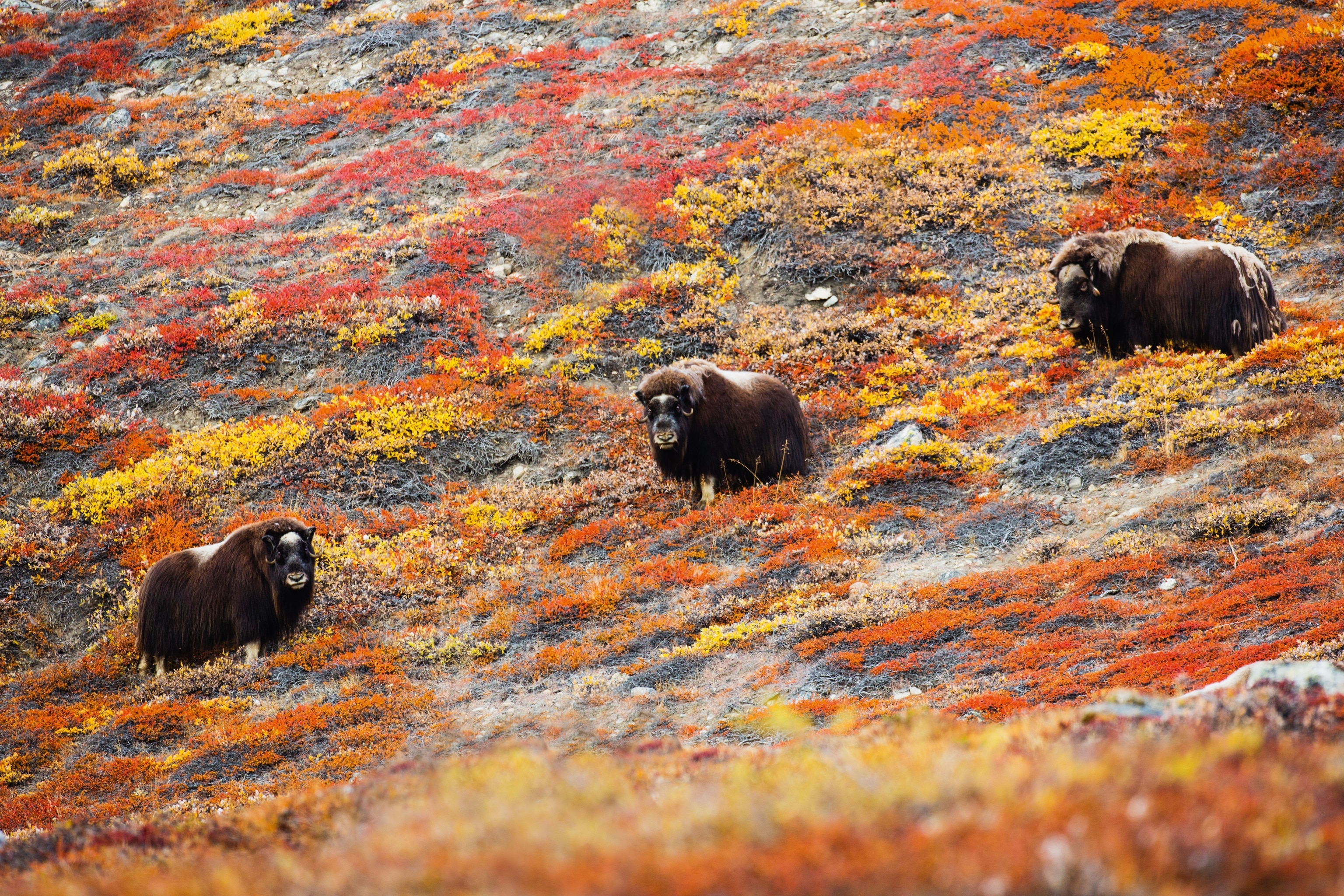 ox surrounded by yellow and orange vegetation on a hill