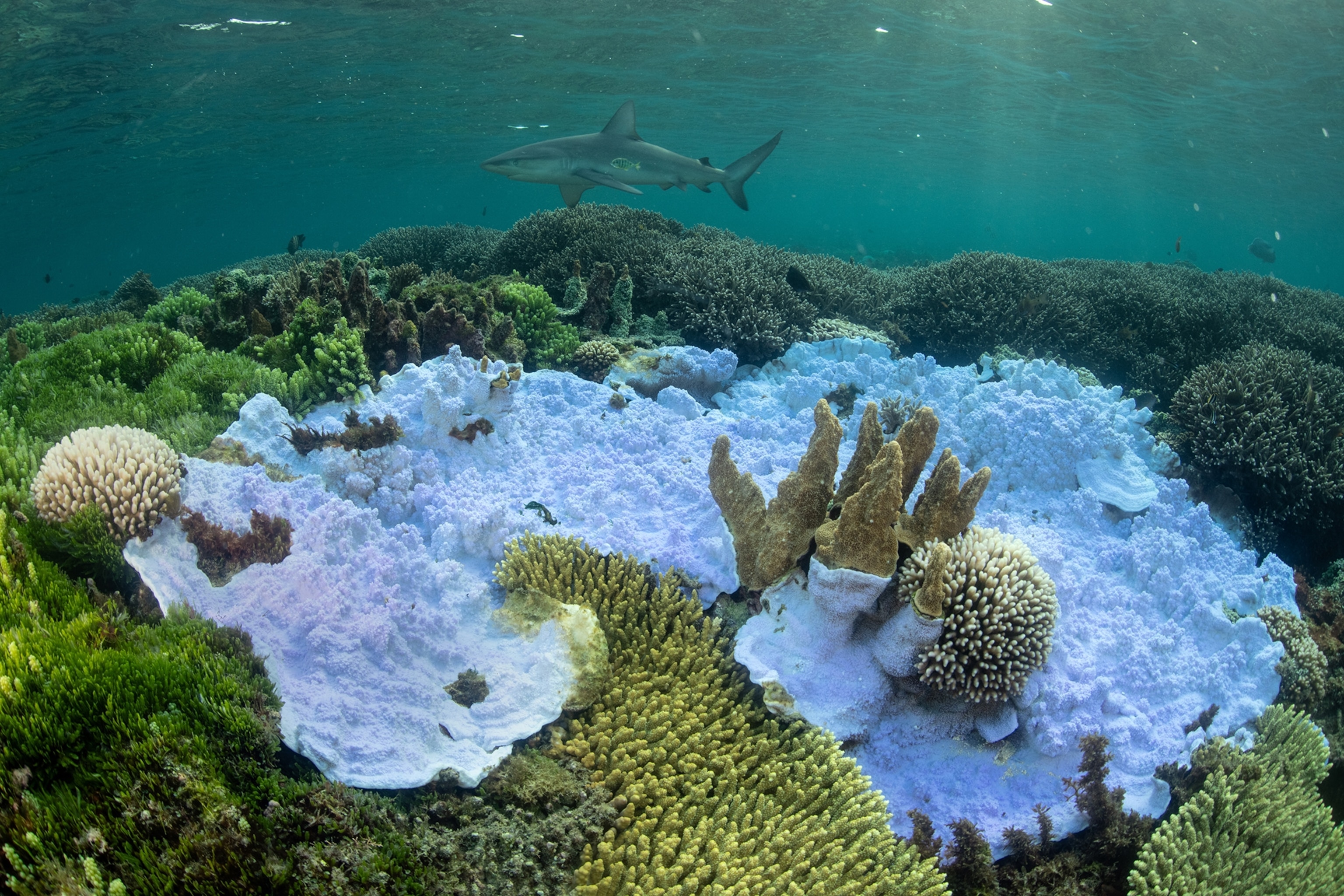 A fluorescent blue foliaceous Montipora coral and bleached bushy Pocillopora corals in the central Lord Howe Island lagoon. A shark swims in the background.