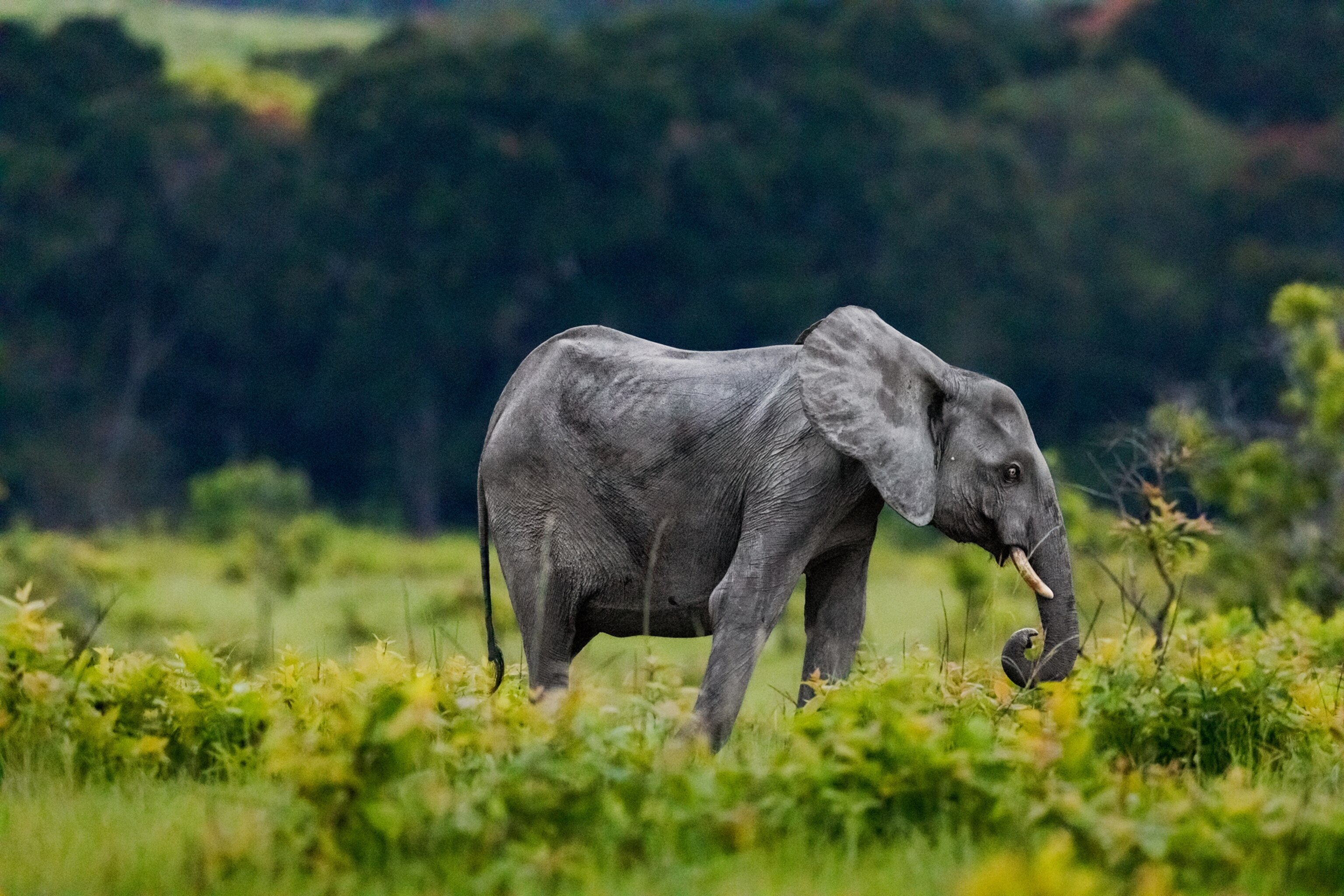Picture of baby elephant with loose skin.