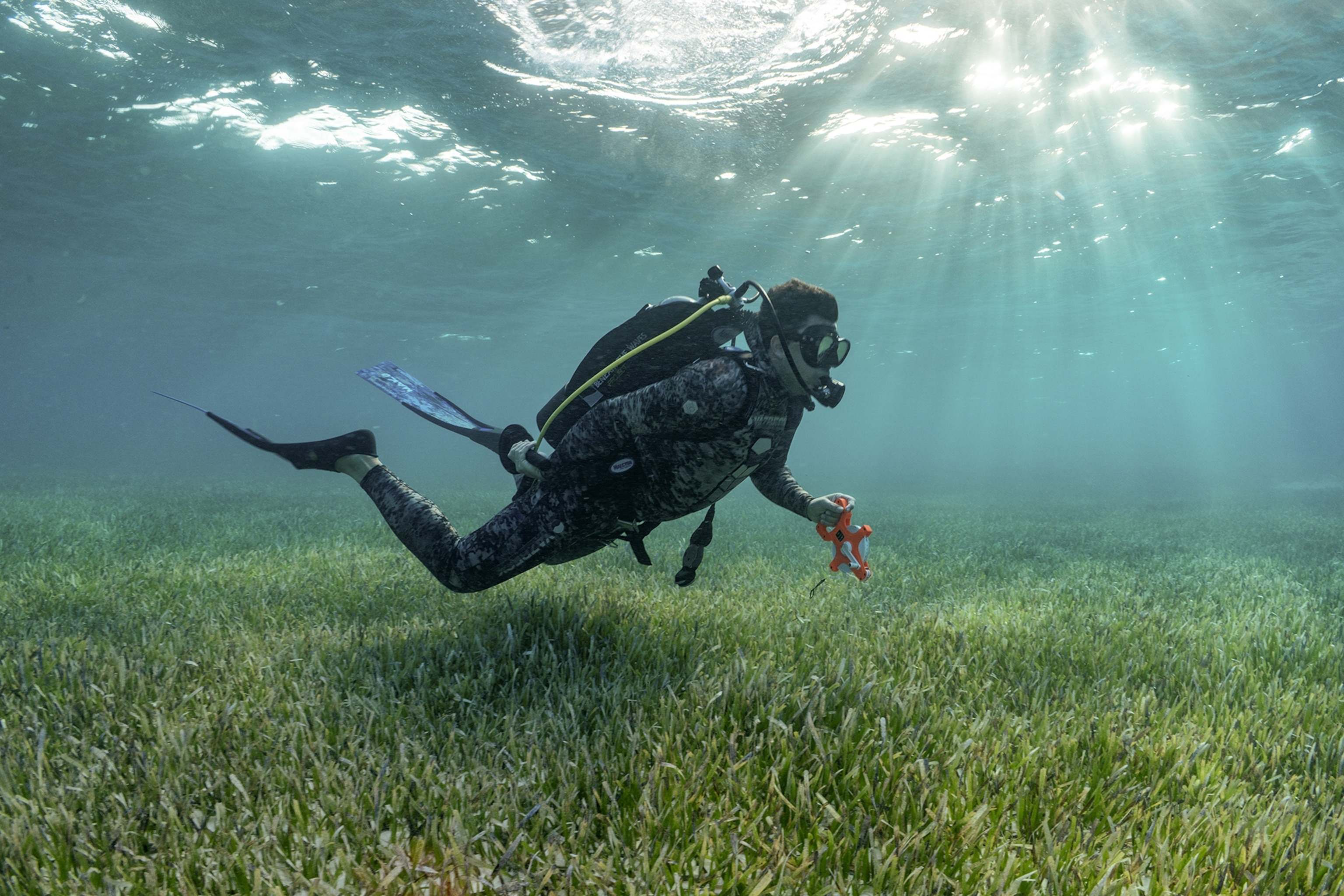 Man underwater above seagrass.