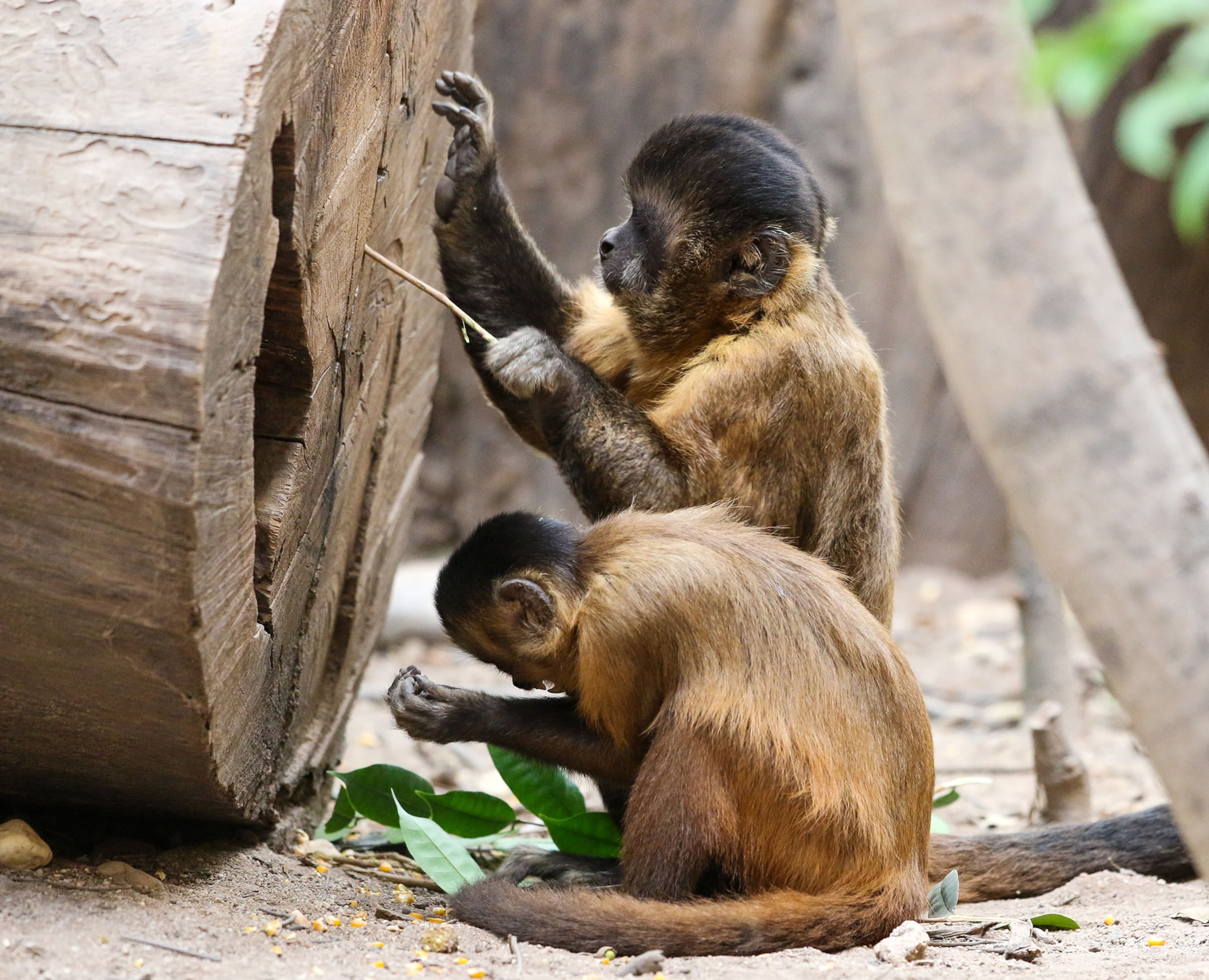 capuchin monkeys