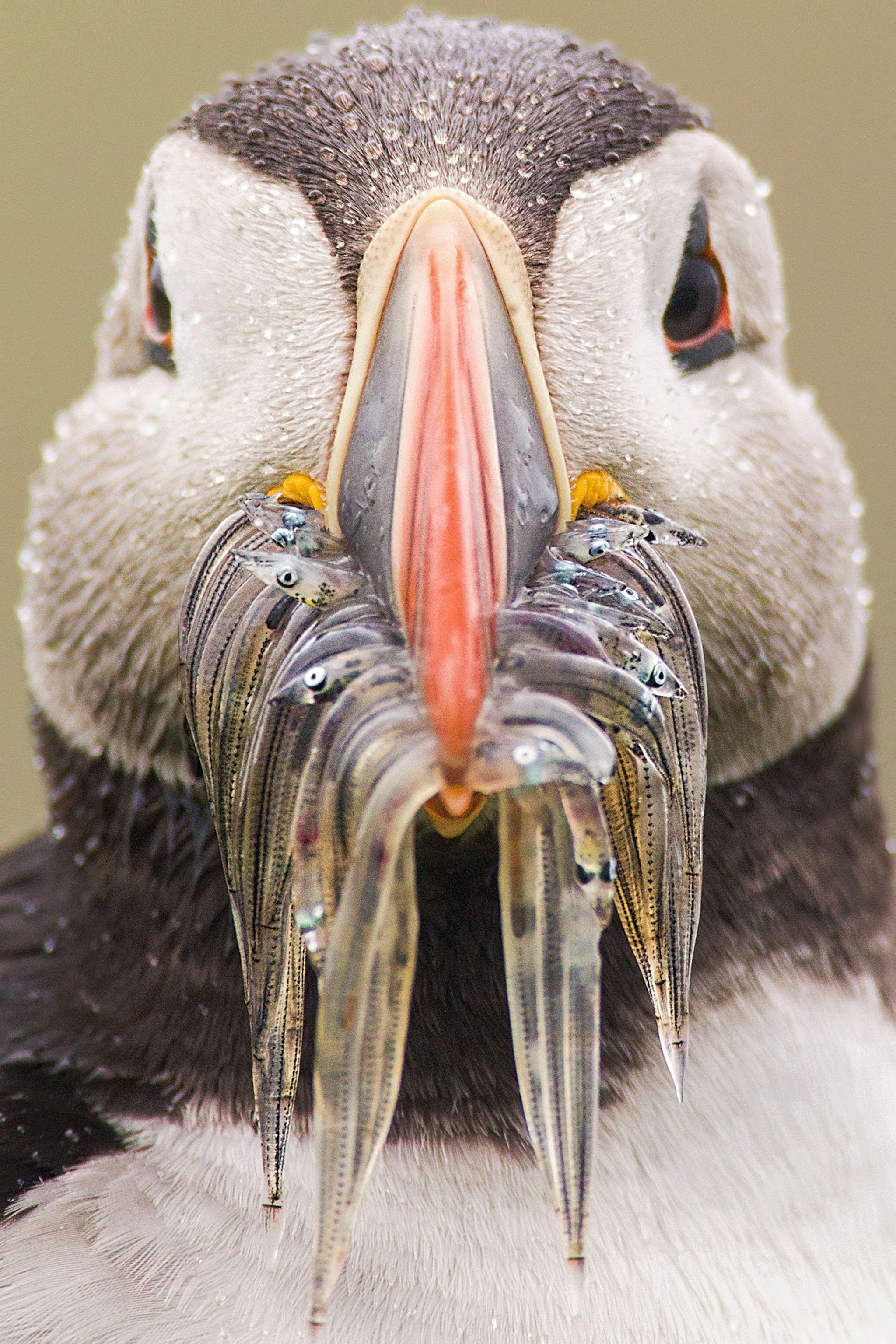 a puffin eating fish