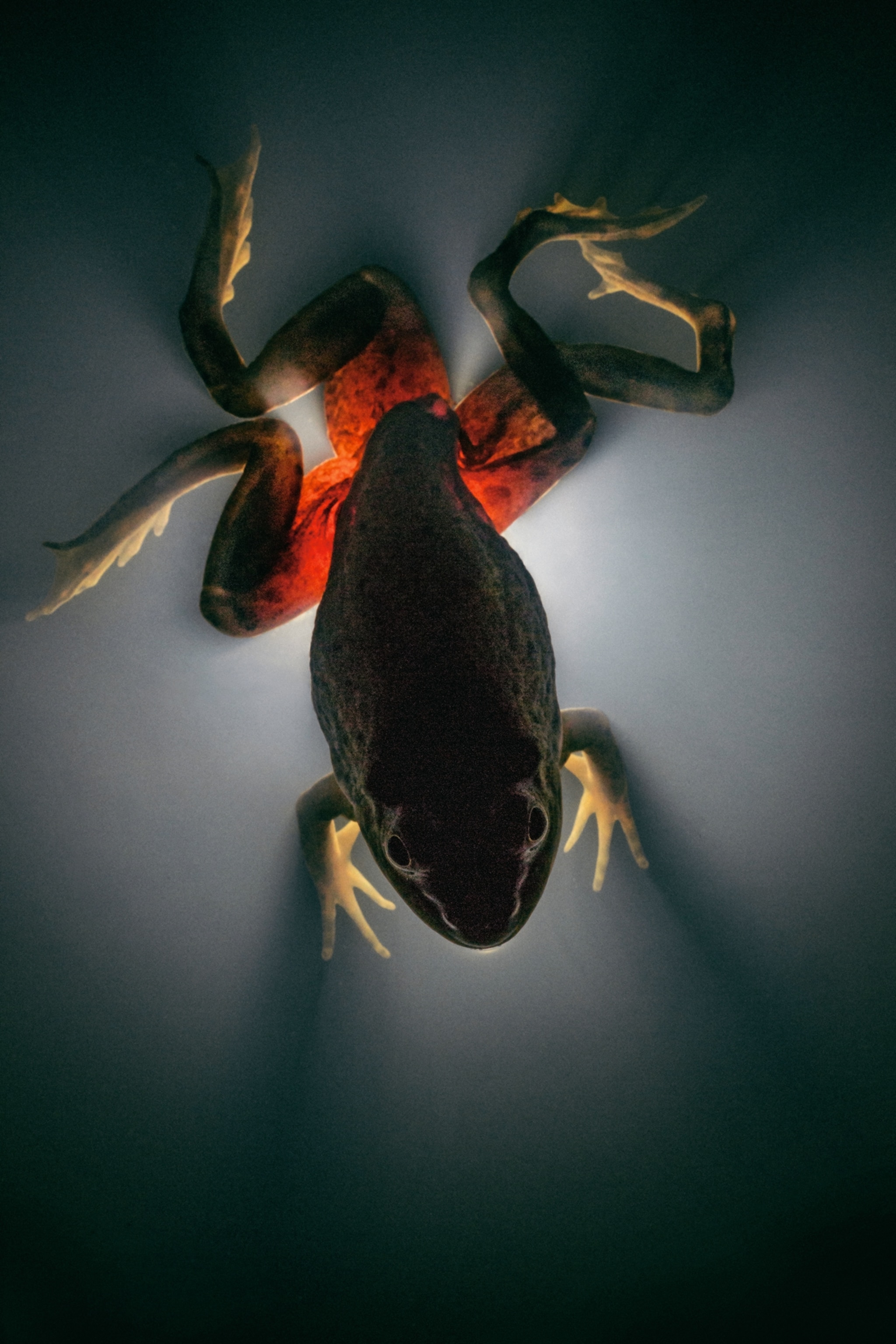 a bullfrog's limbs affected by flatworm larvae