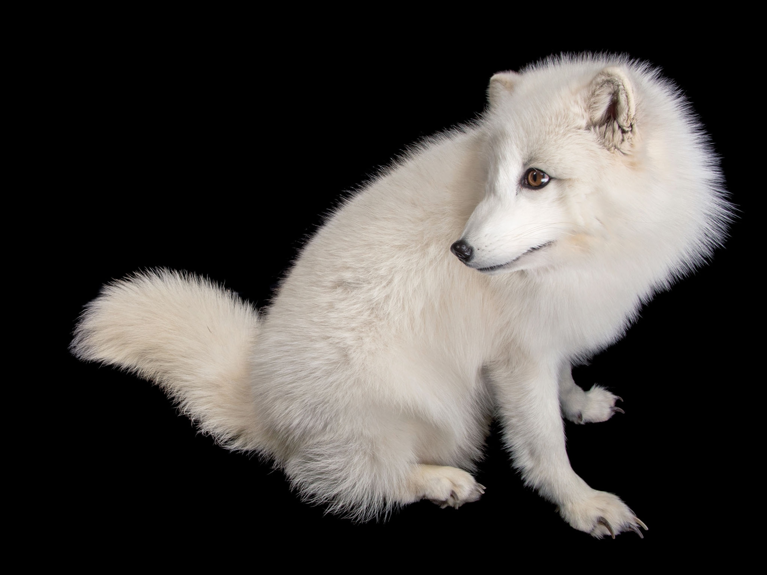 an artic fox