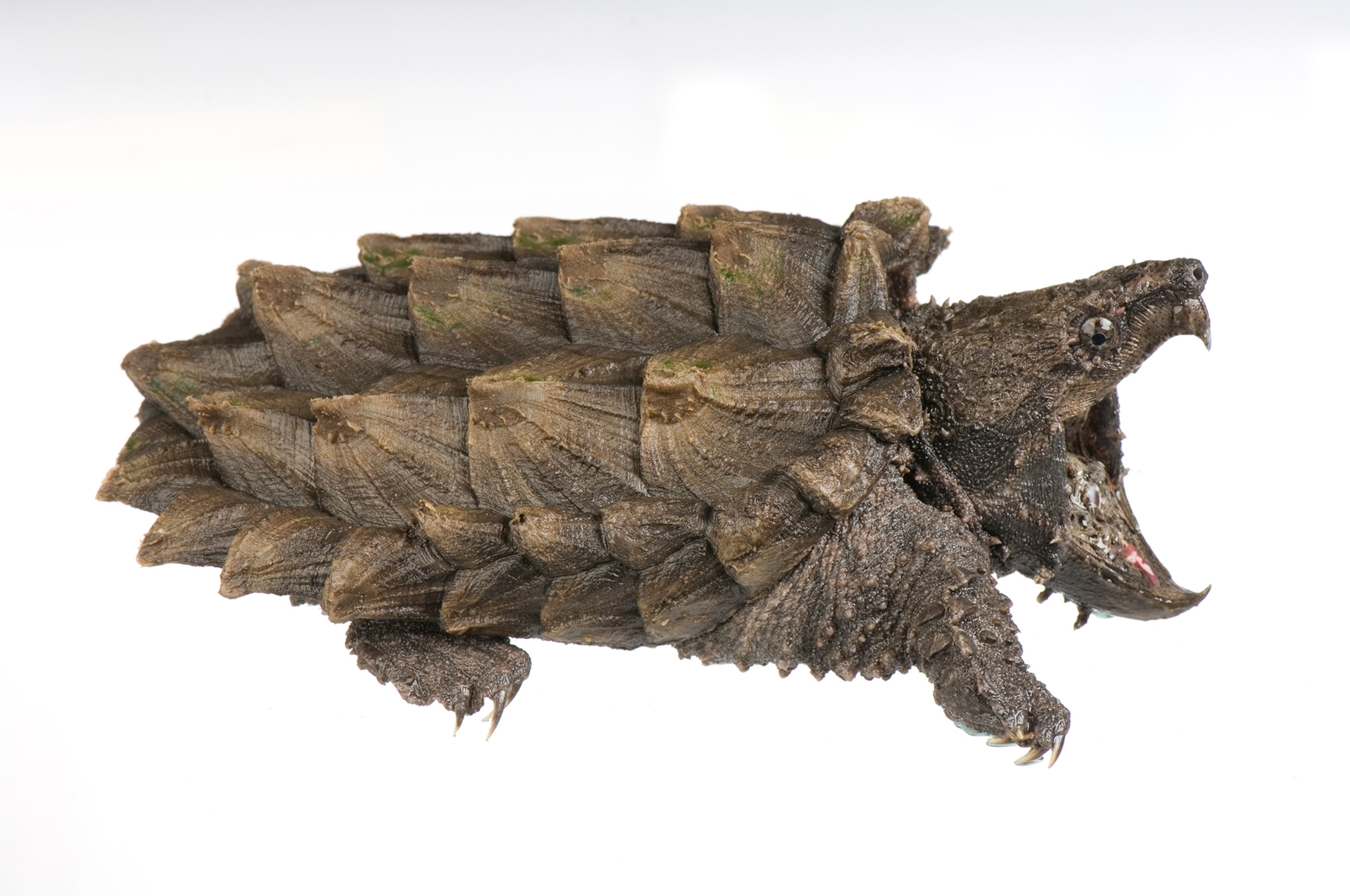 alligator snapping turtle