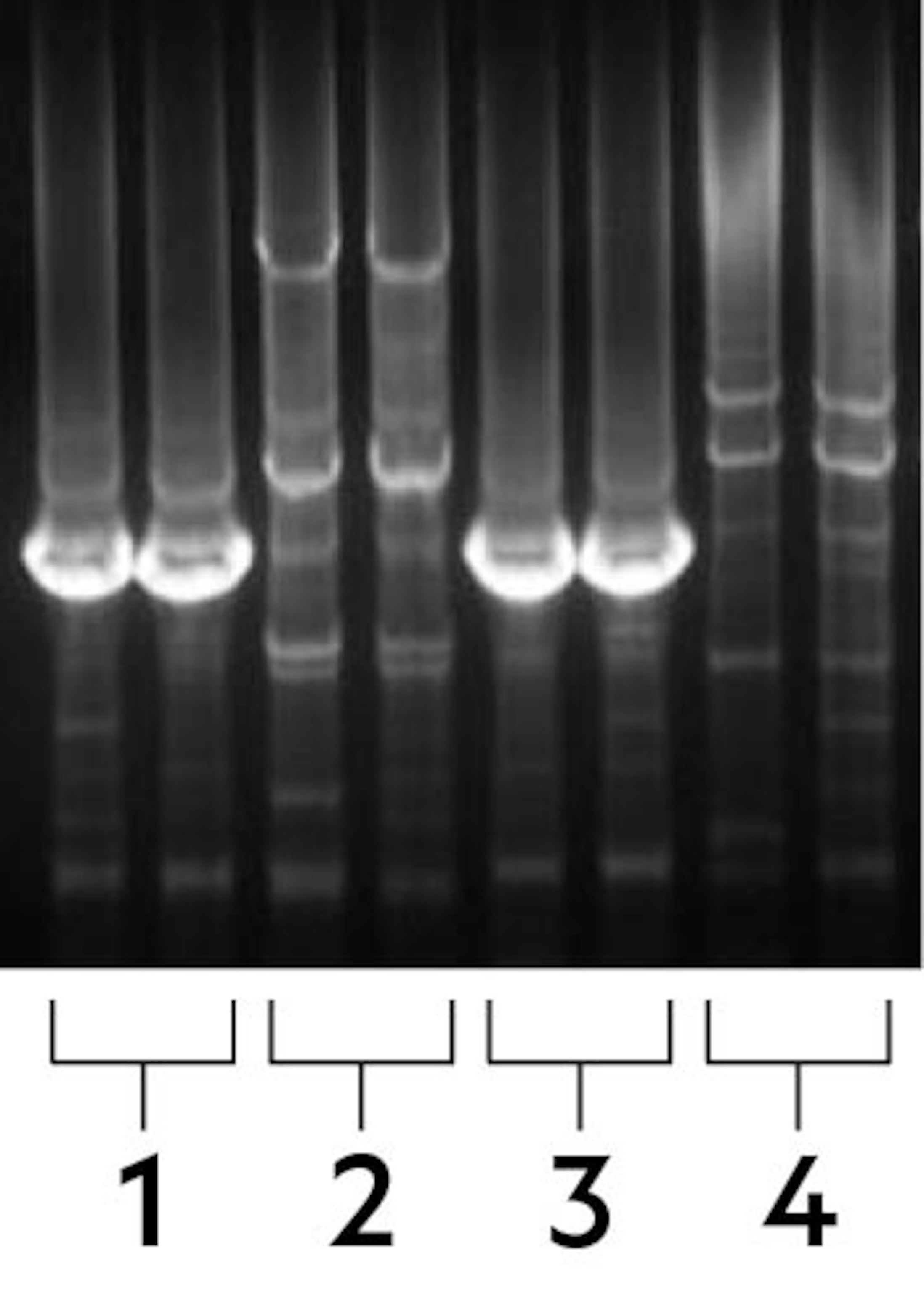 DNA sequences