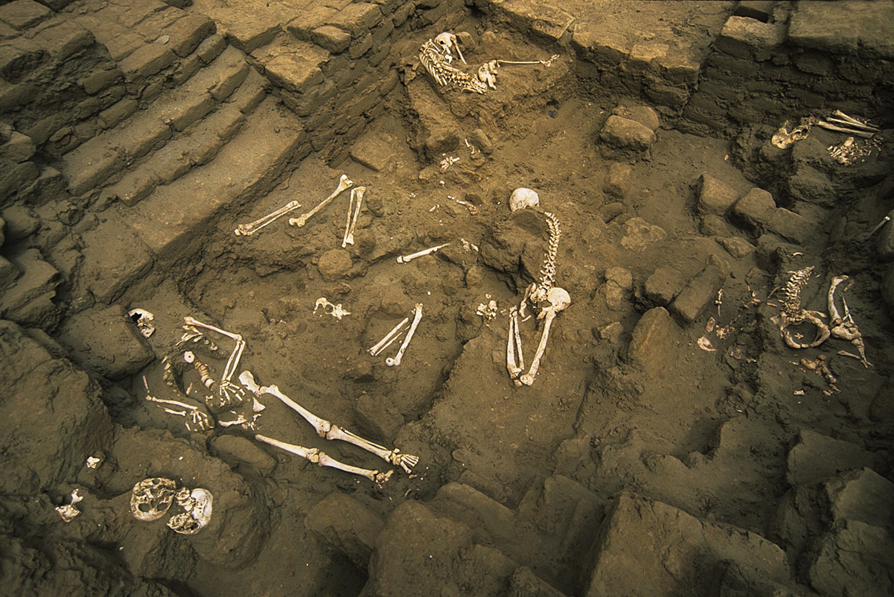 Plaza 3C skeletal remains in situ at Huacas de Moche, Peru.