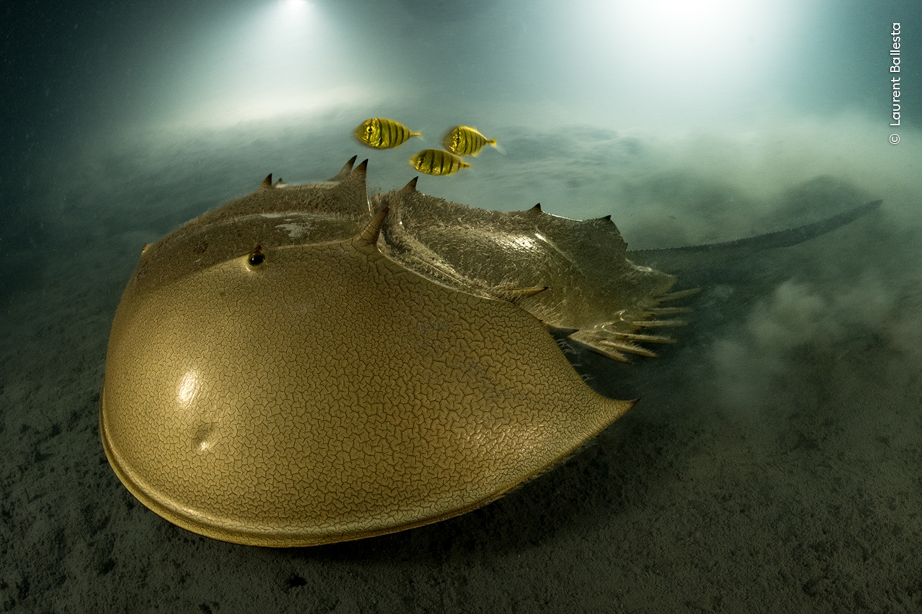 A tri-spine horseshoe crab moves slowly over the mud. Its golden protective carapace hides 12 appendages. Above the horseshoe crab, a trio of juvenile golden trevallies are poised to dart down for edible morsels ploughed up by its passage.