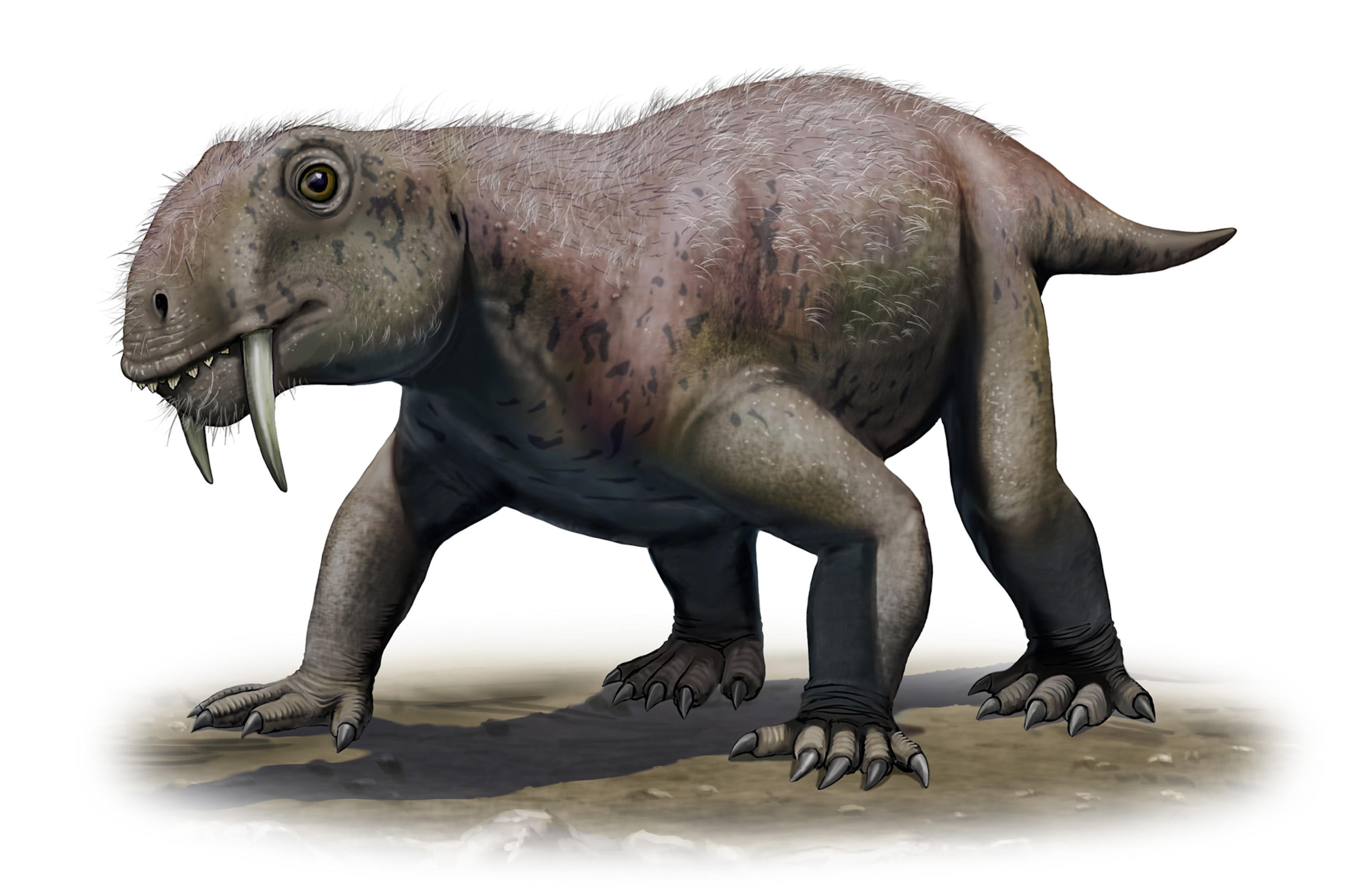 Tiarajudens eccentricus