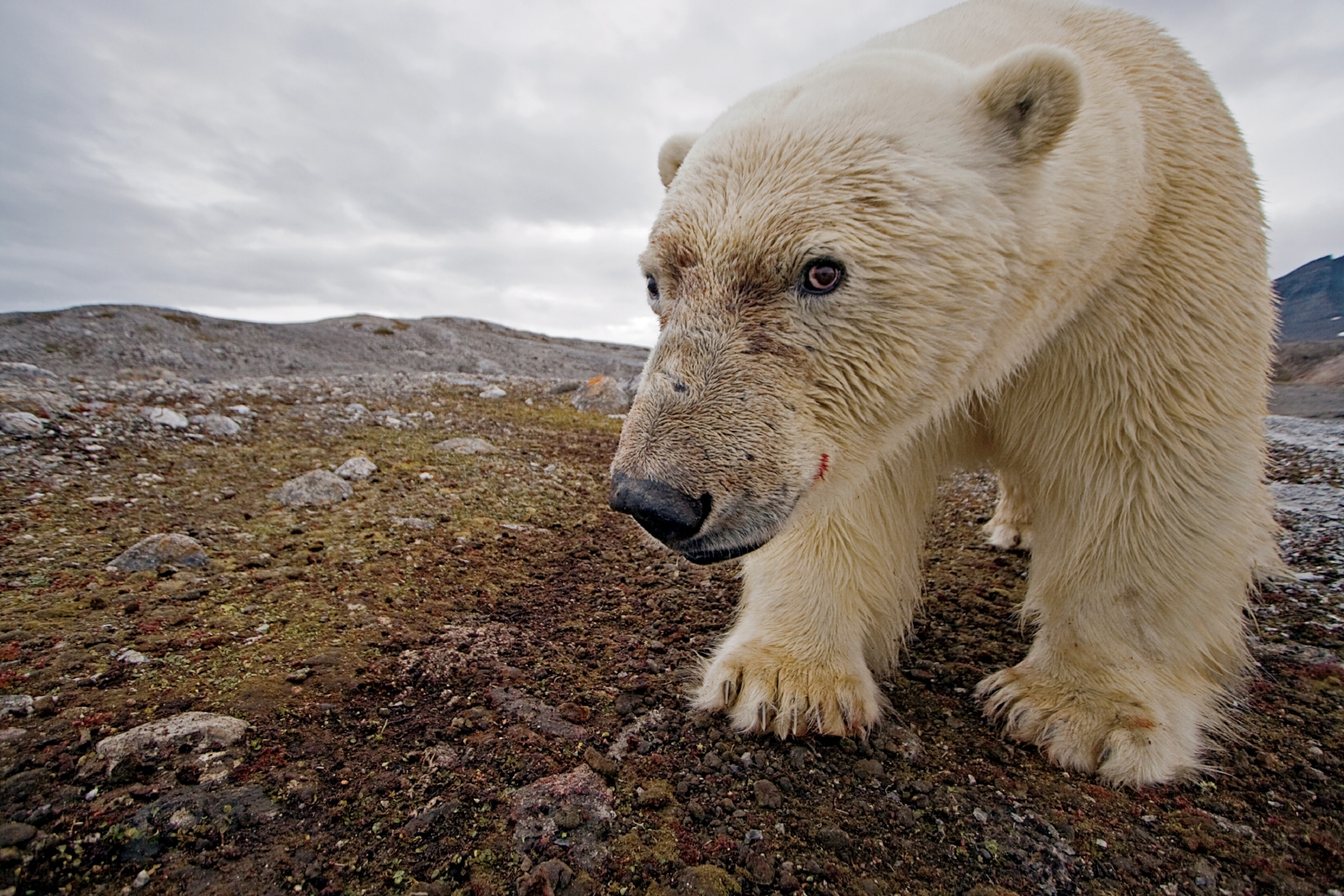 a male polar bear taking its image with a camera trap in Svalbard, Norway