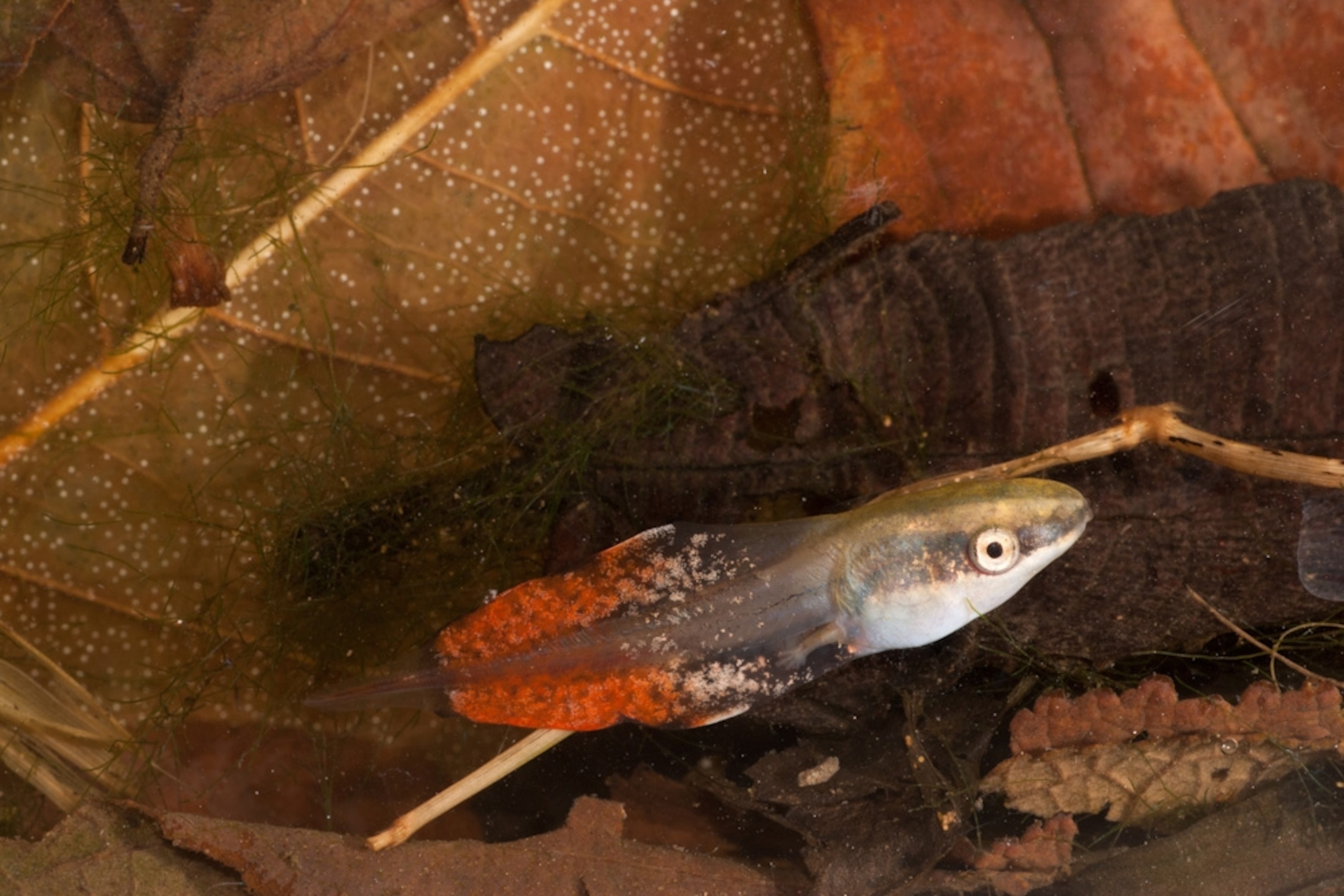 a tadpole