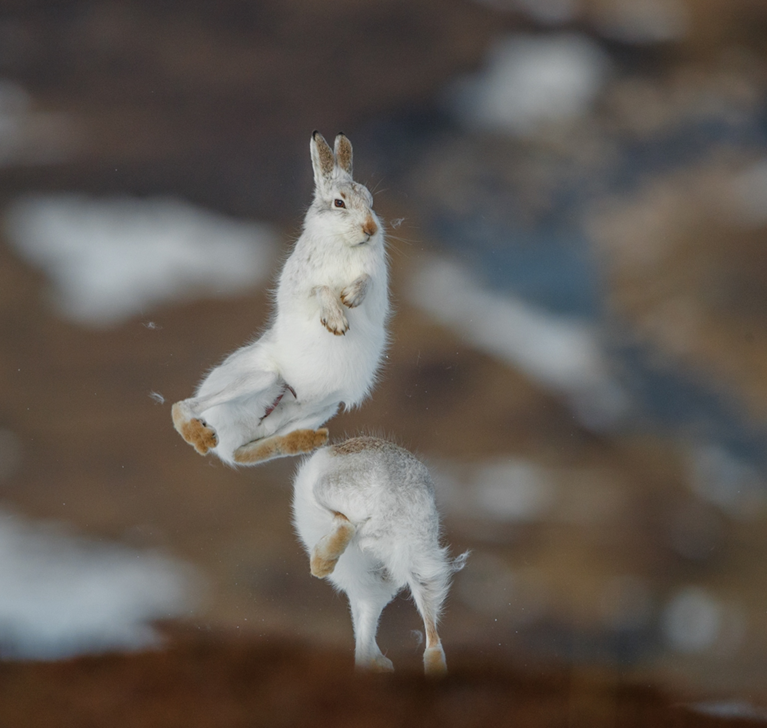 Picture of two hares flying in the air, one jumping over another on a brown hill slope.