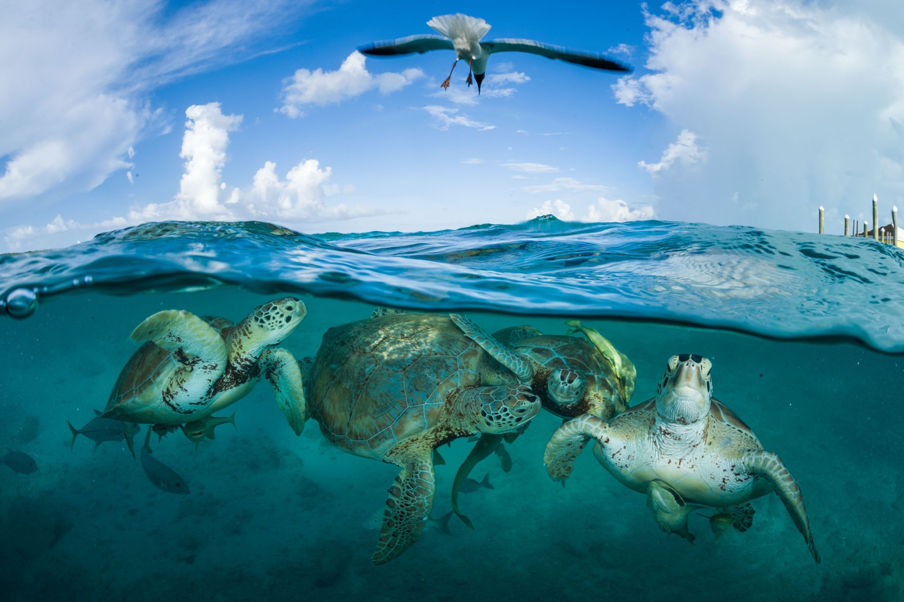 green sea turtles swimming underwater near a dock in the Bahamas